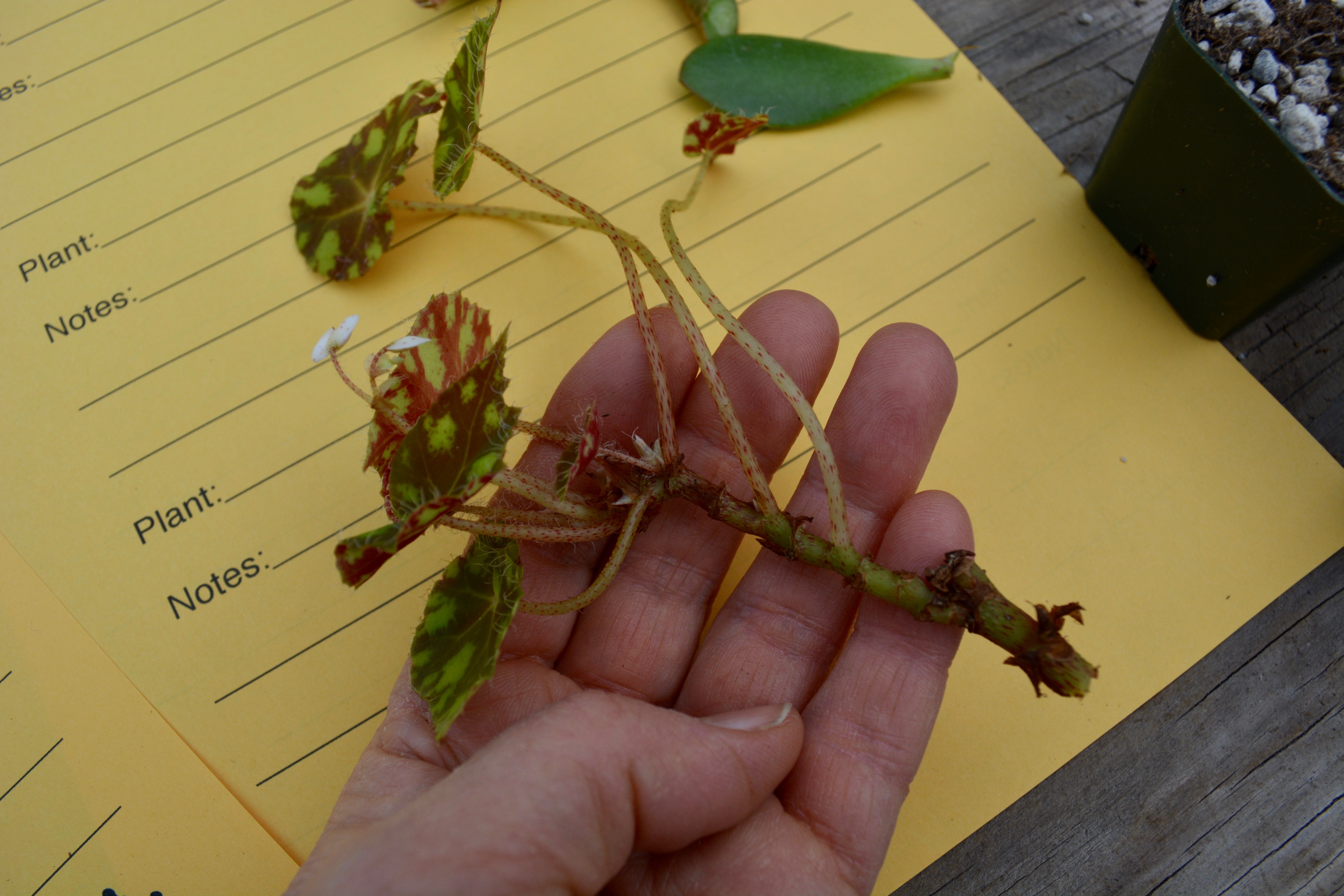 Propagate Learning Learning to propagate plants - oregonlive.com