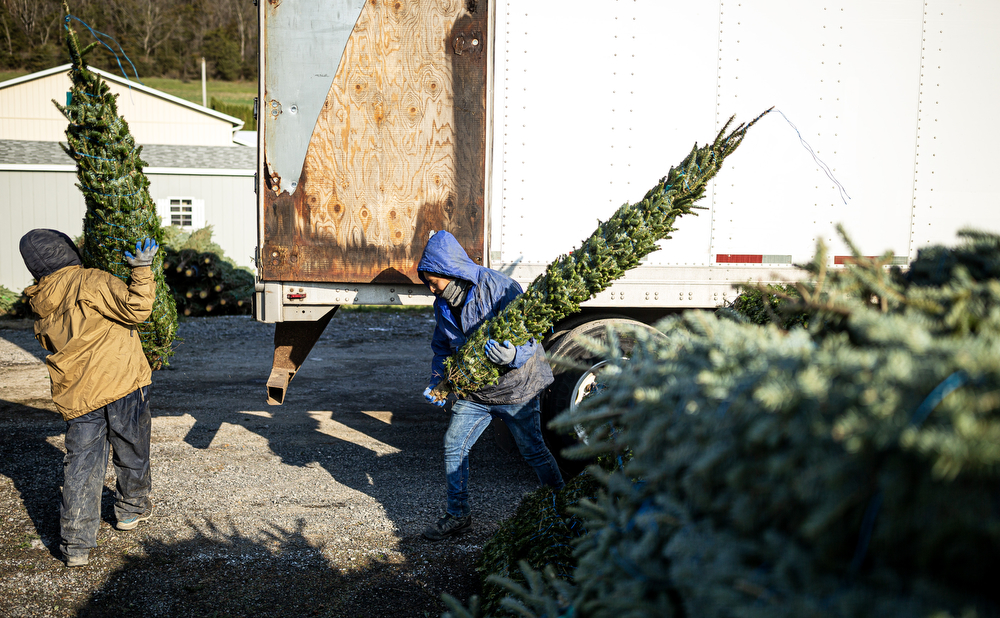 World’s largest Christmas tree auction at Buffalo Valley Produce Auction
