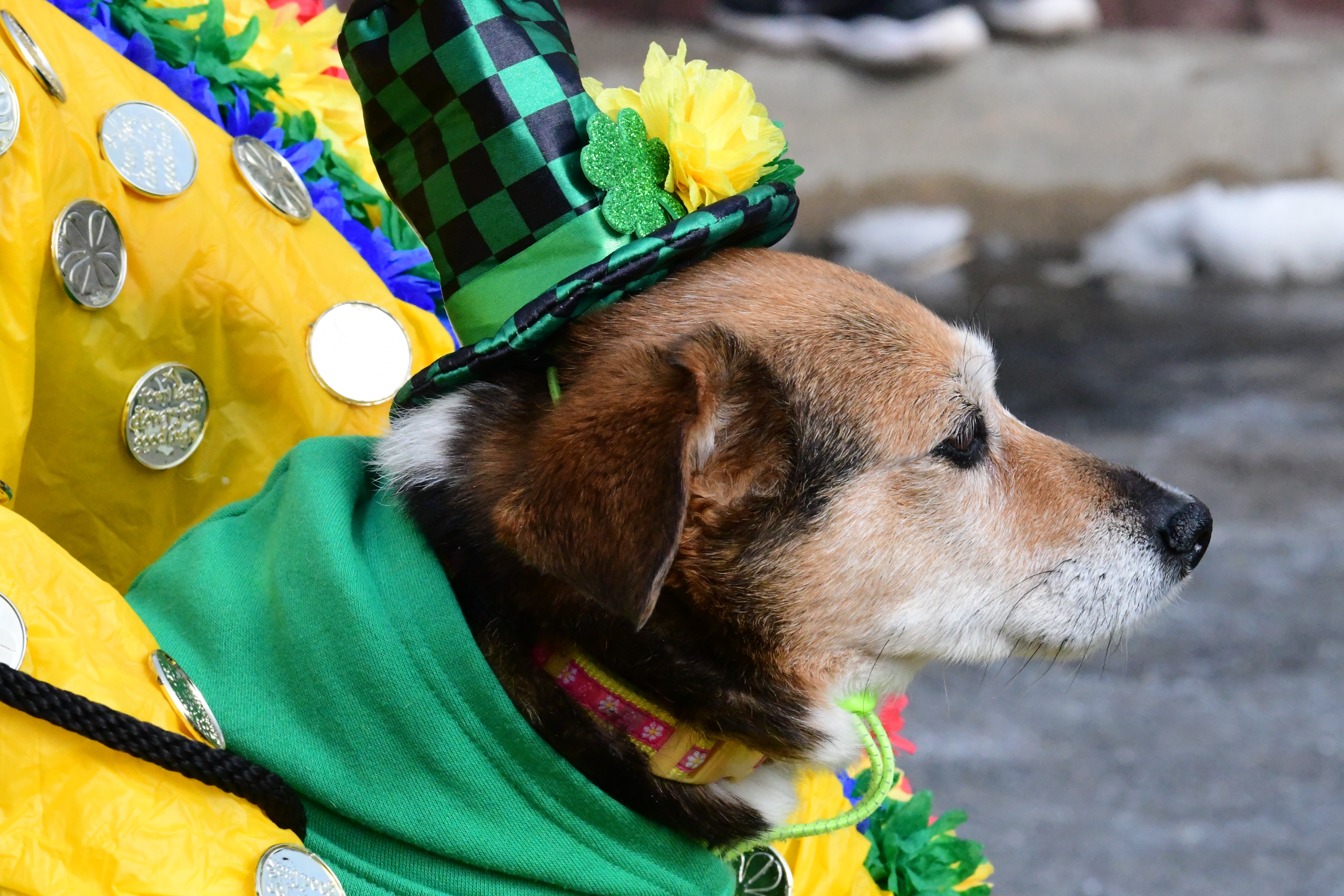 The 2022 St Patrick's Day Parade hosted by the Friendly Sons of St Patrick Hunterdon County took place in Clinton on March 13 , 2022

Adopt a Setter/Irish Setter Rescue