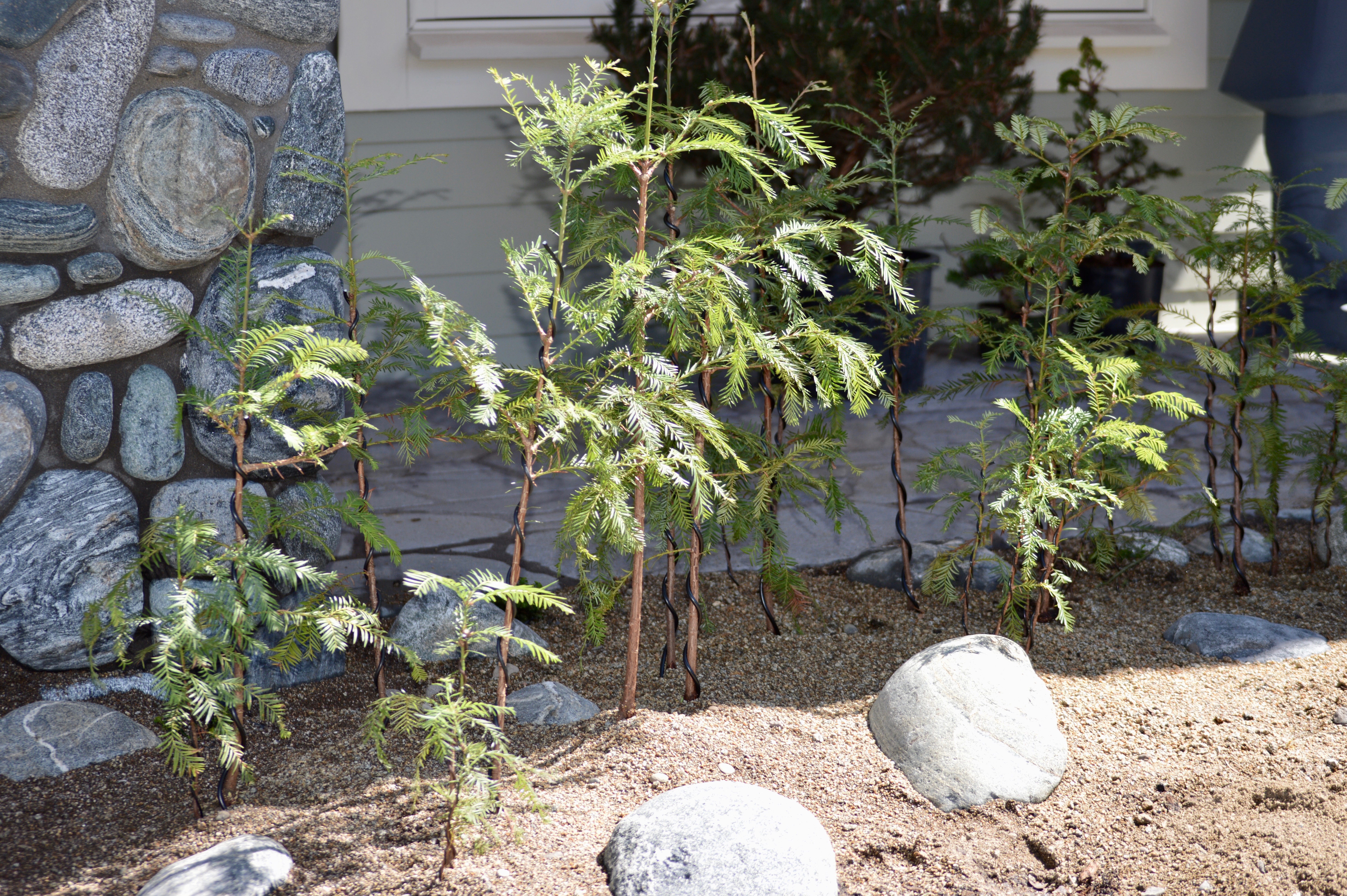 Bonsai landscape designer Lee Cheatle - oregonlive.com