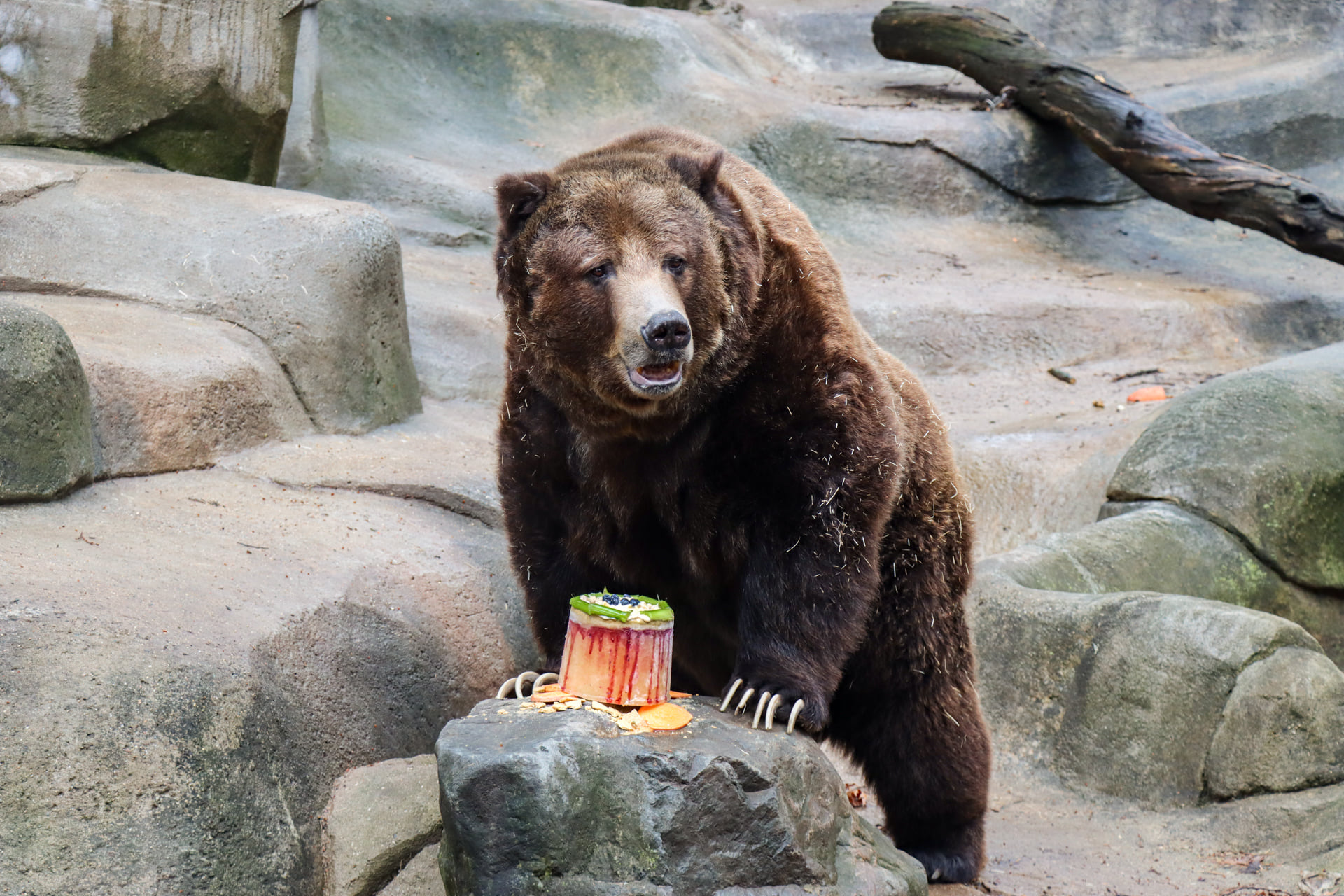 Last remaining grizzly bear at Little Rock Zoo dies