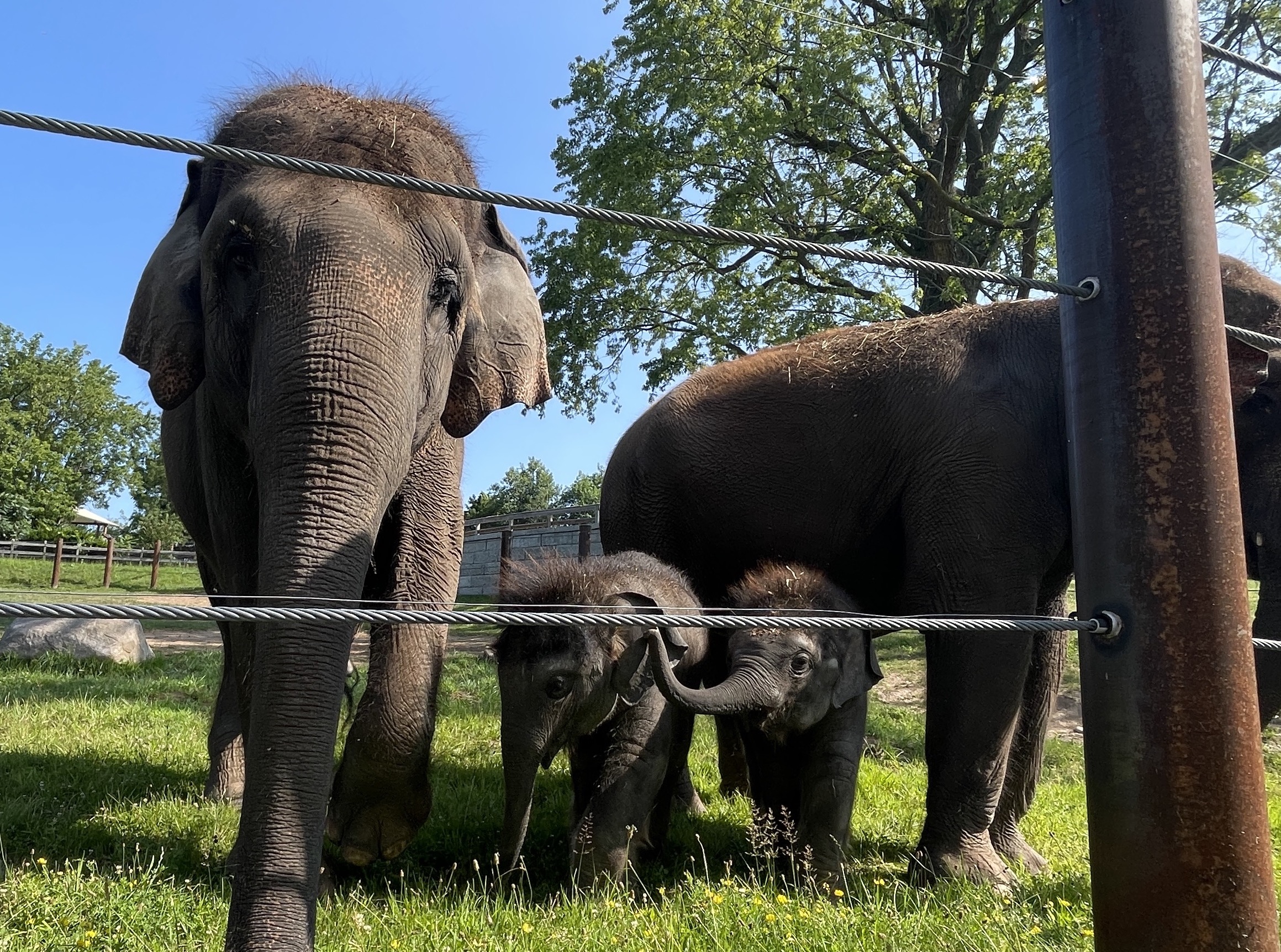Those 'miracle' twin baby elephants at Syracuse zoo have grown into  650-pound toddlers 