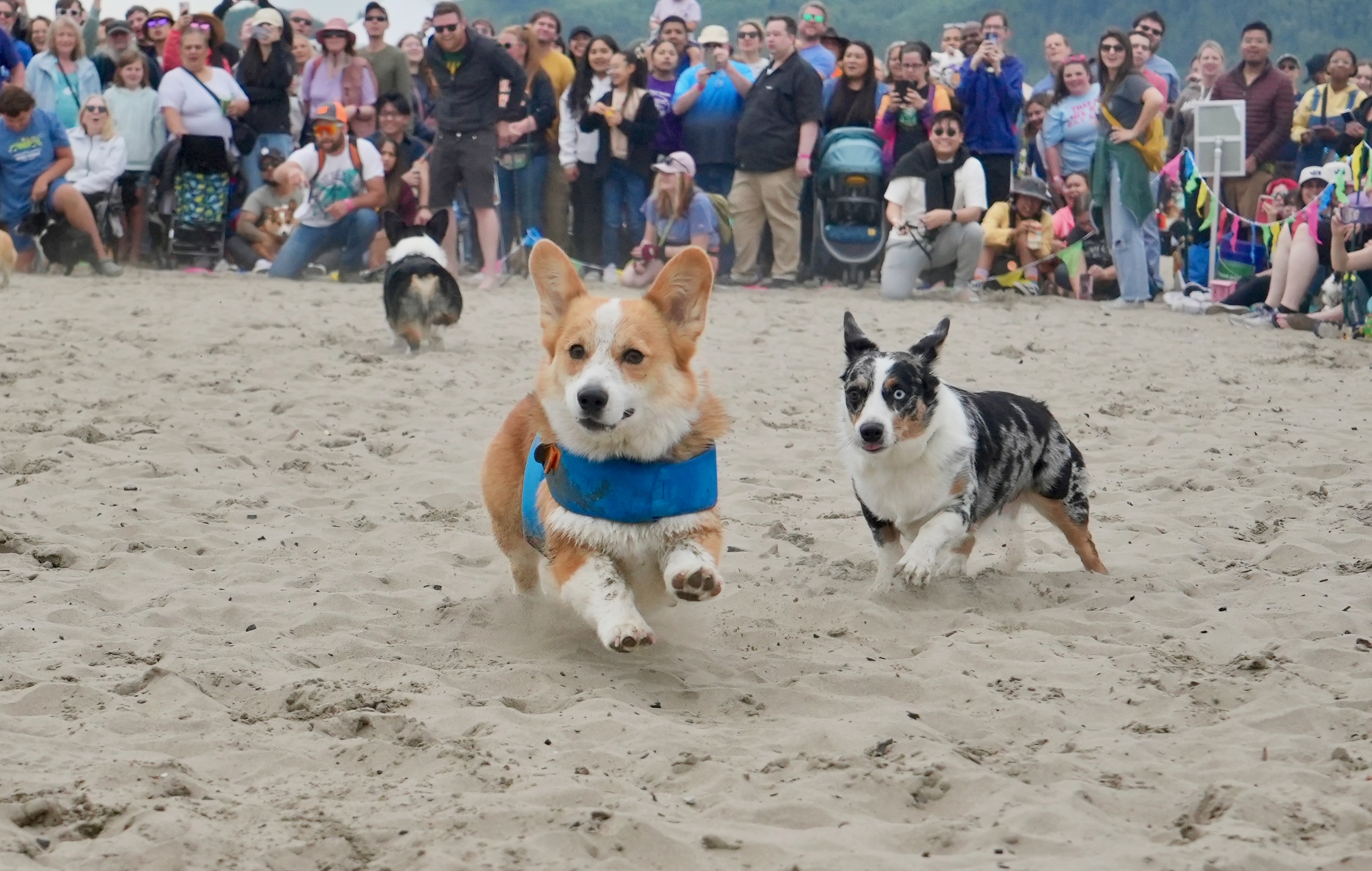 Corgi Beach Takeover - oregonlive.com