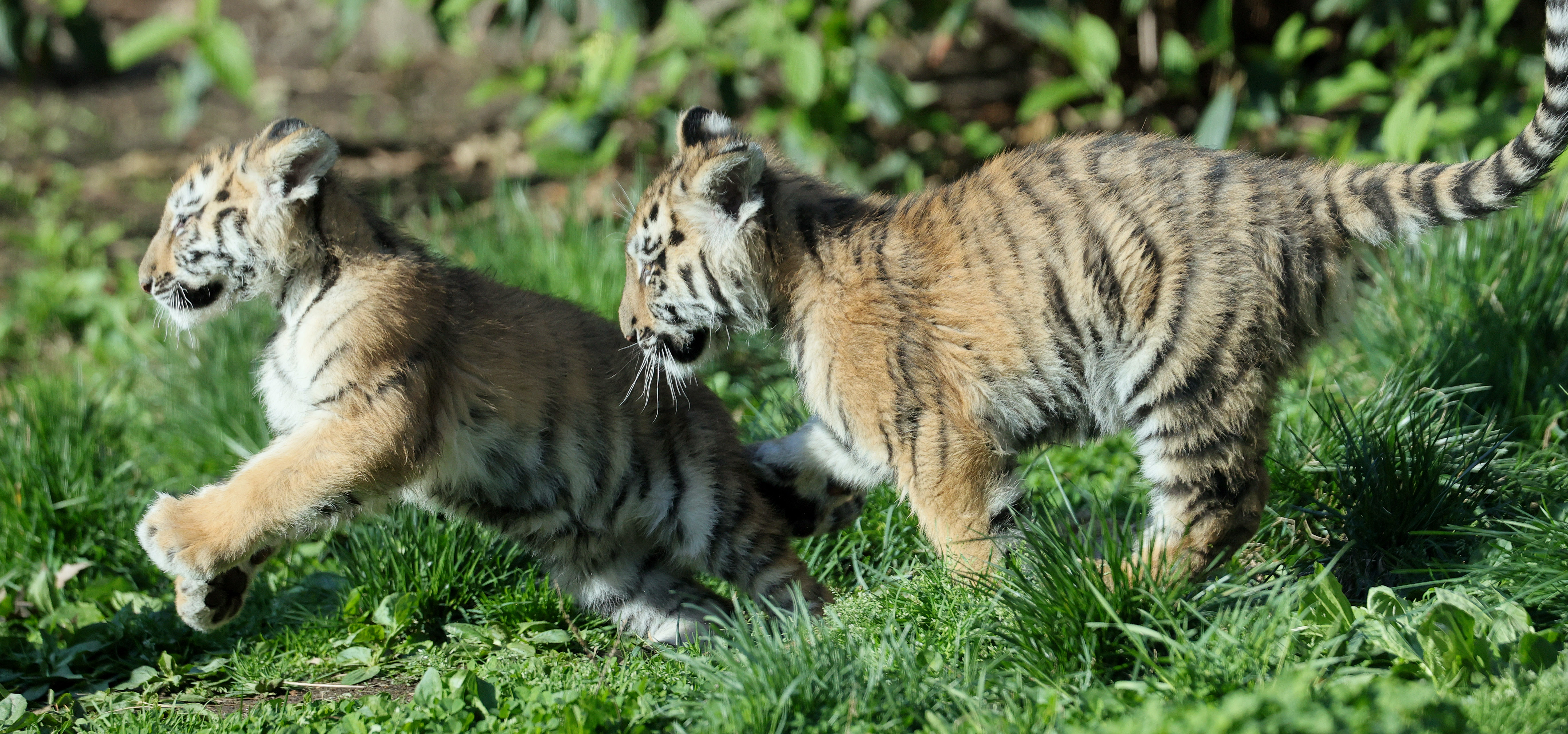 Cleveland Metroparks Zoo Celebrates Debut of 3 Endangered Tiger Cubs