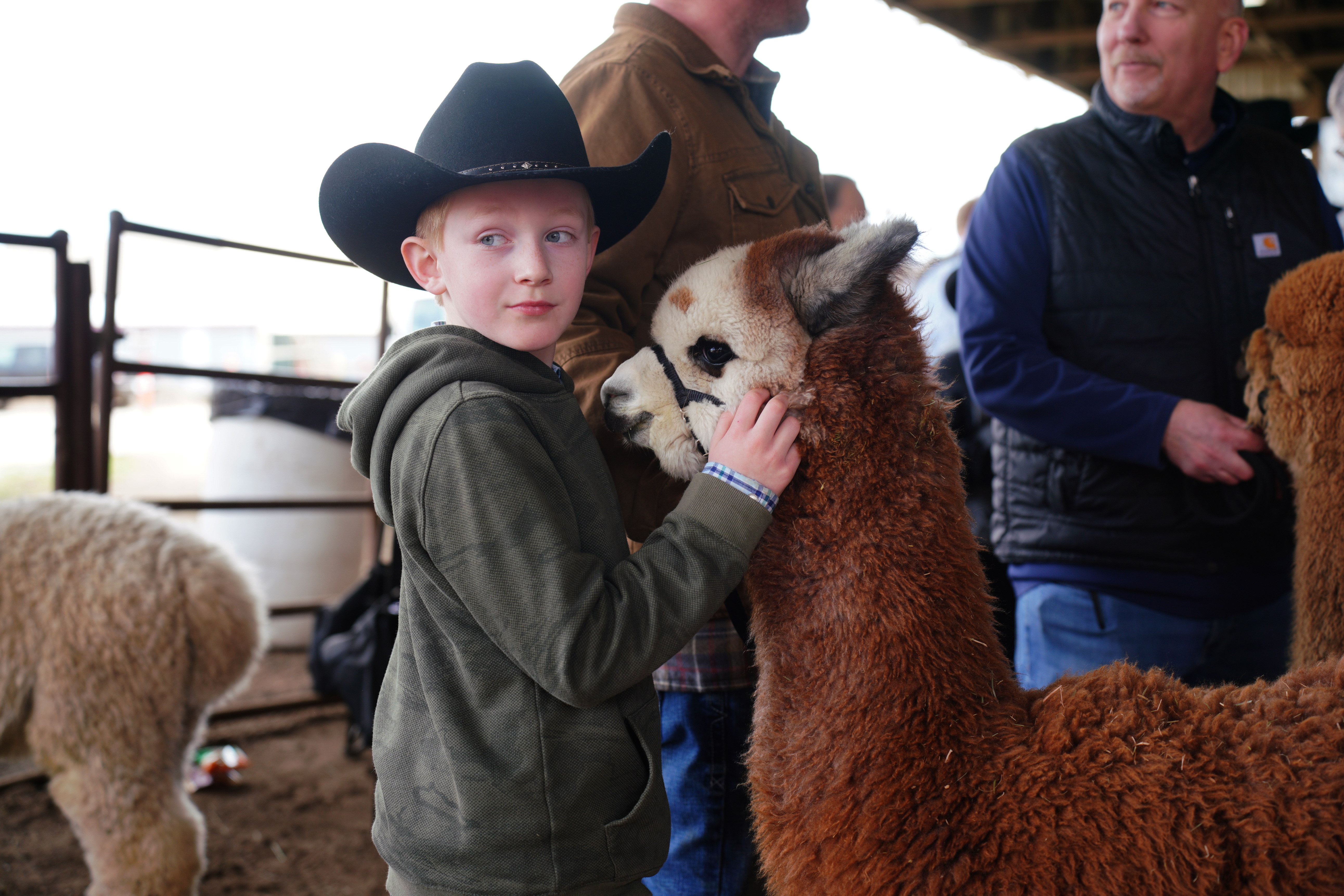 Alpaca Show, Chess Championship, and 'Hamlet': 10 things to do