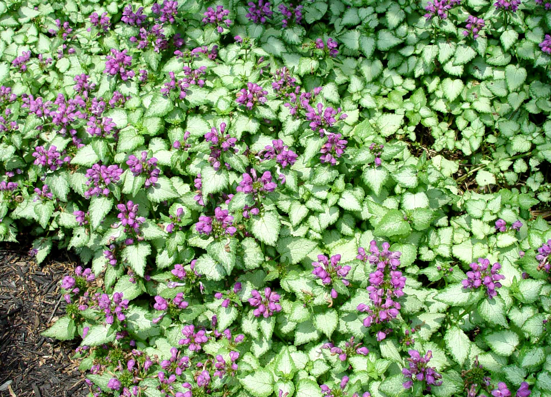 Silvery Leaves And Purple Flowers, What Ground Cover Has Purple Flowers