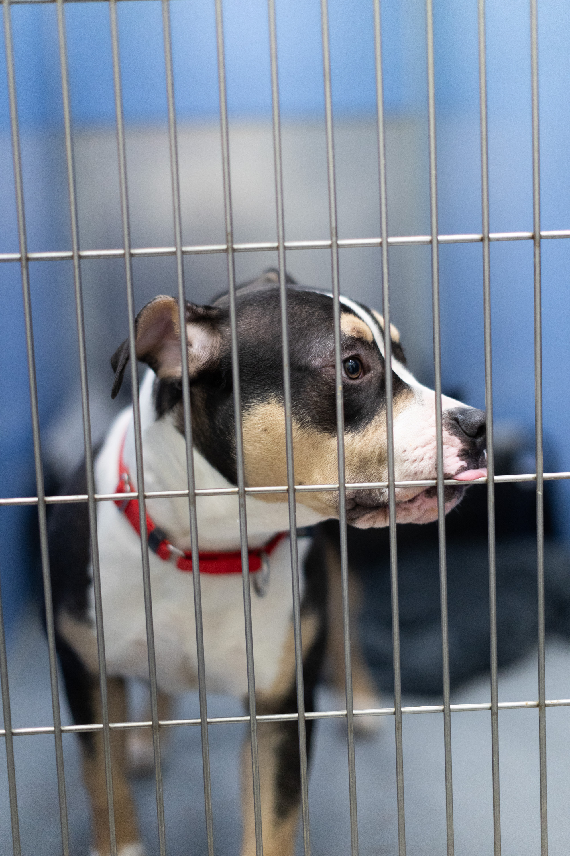 Jersey City Animal Shelter - nj.com