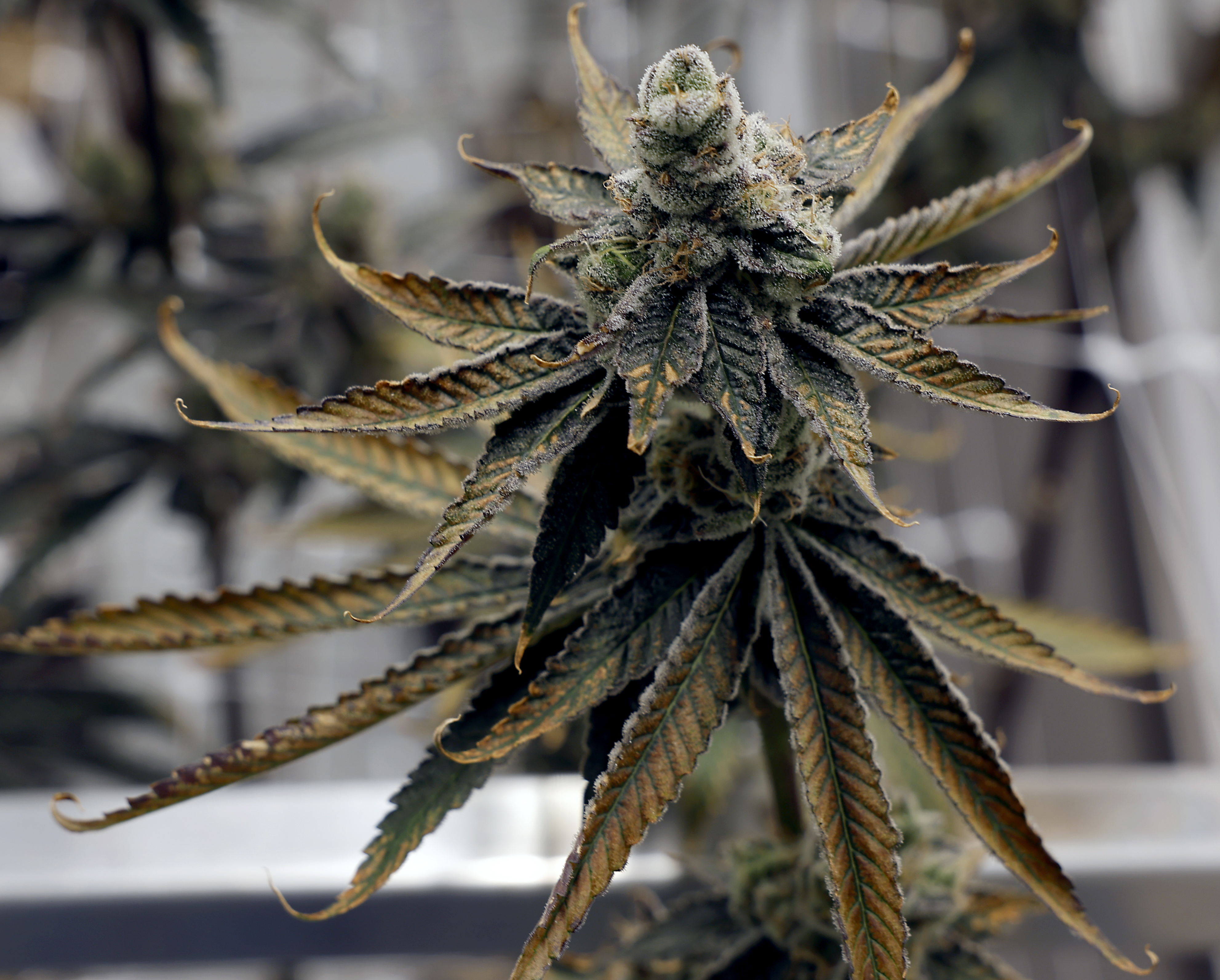 New York Marijuana News - Syracuse.com