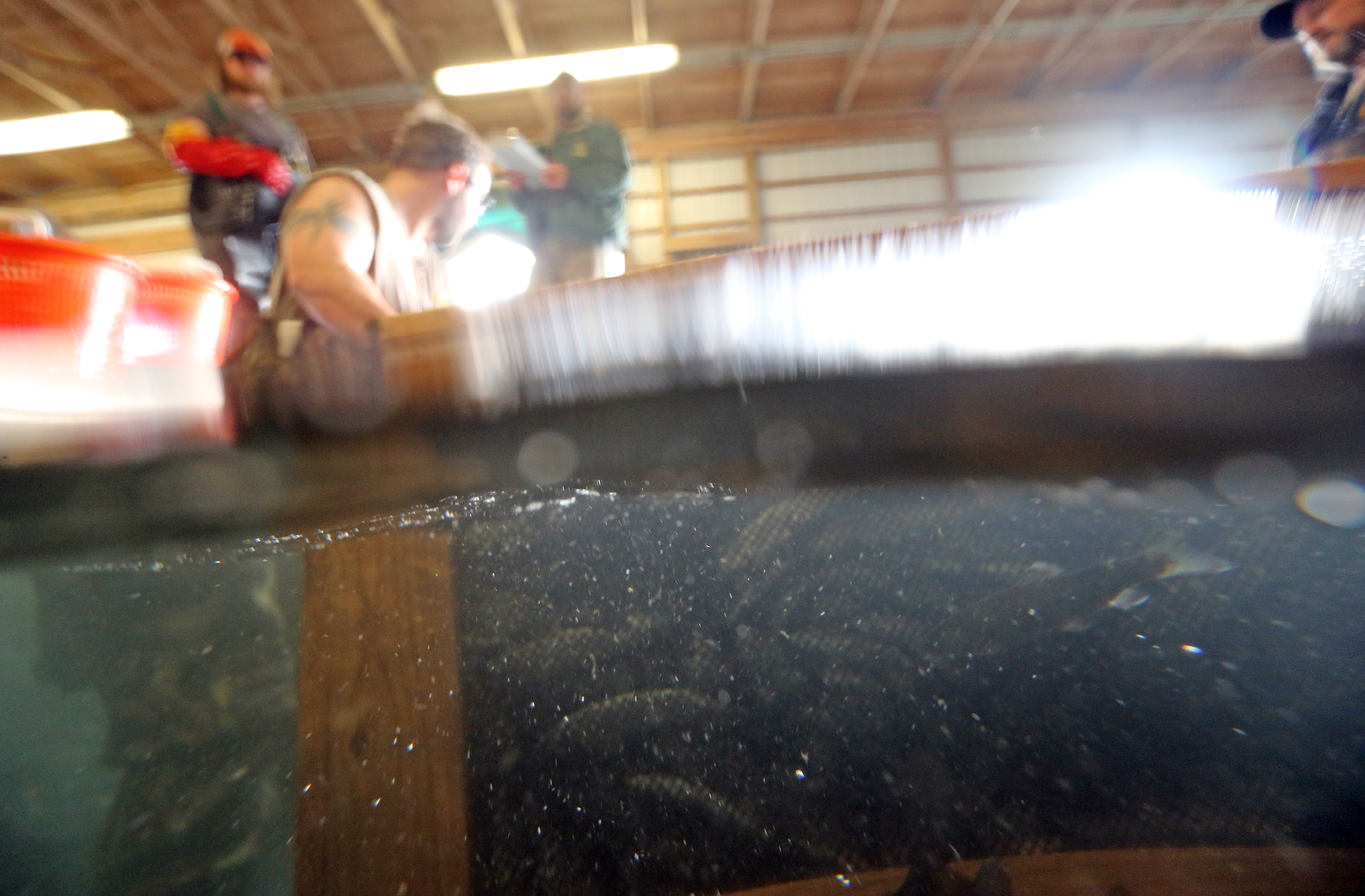 Castalia fish hatchery raises trout for Ohio's sport fishing, April 12 ...
