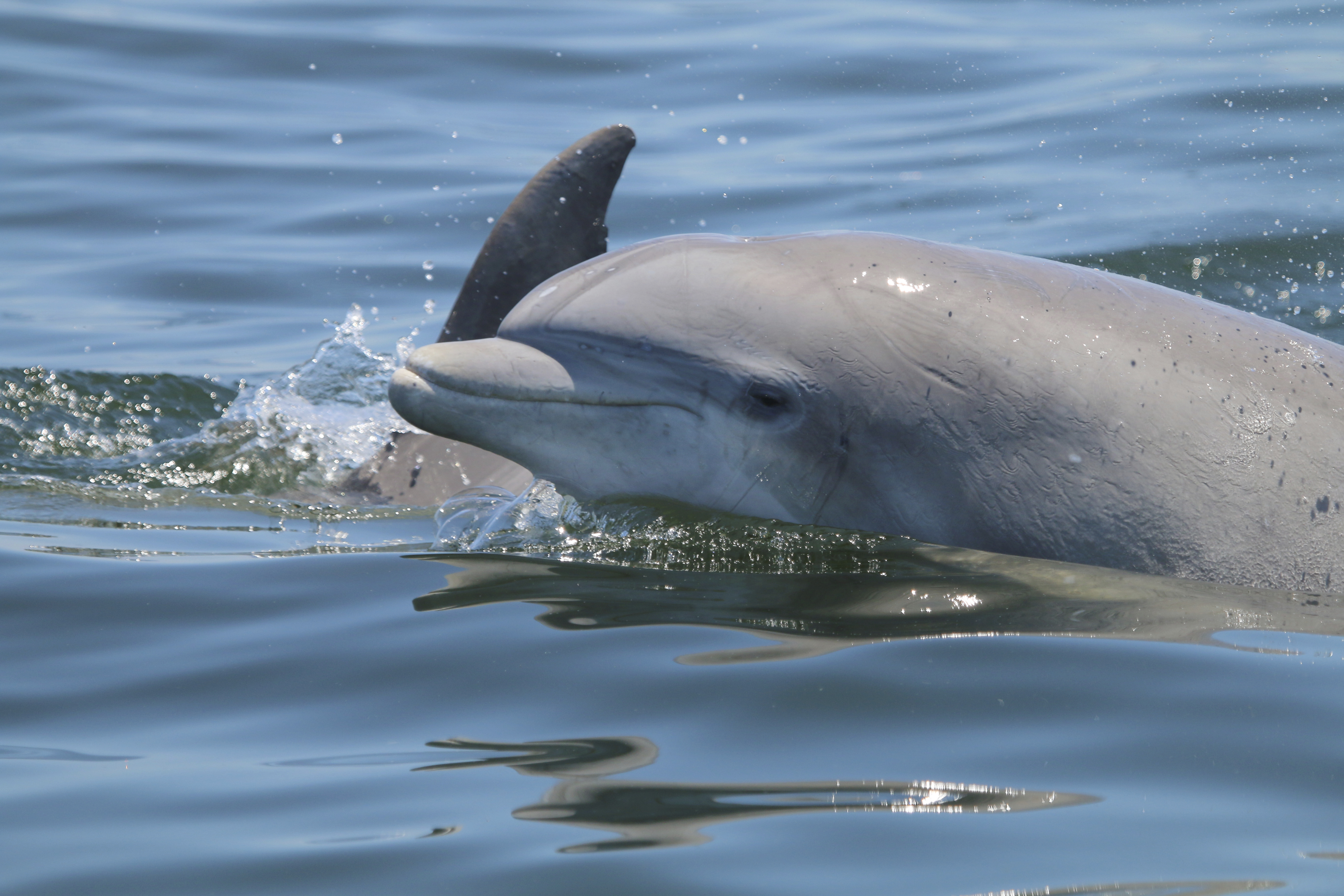 Hudson County Dolphins Making a Splash in Florida