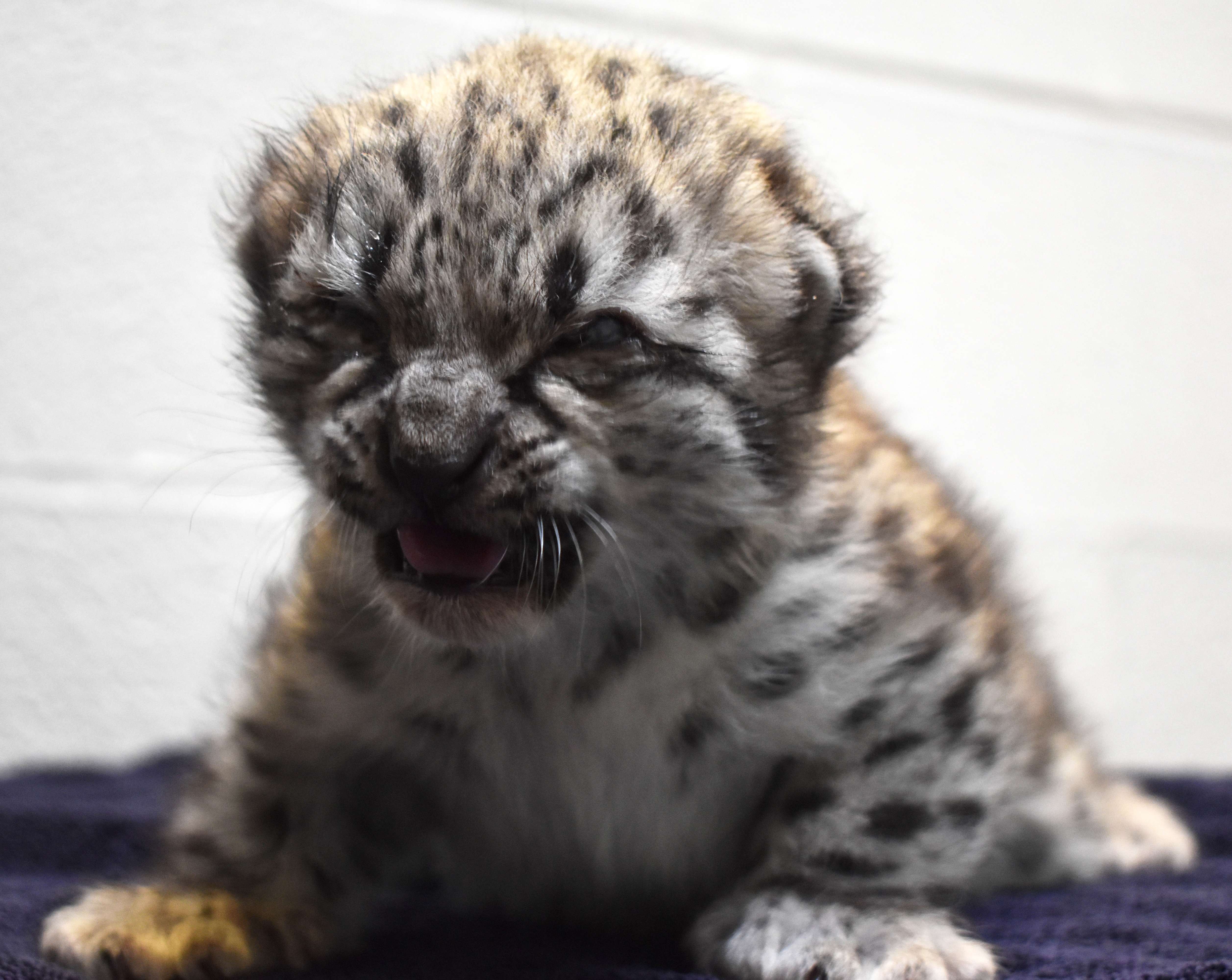 Snow leopard cub born at Akron Zoo - cleveland.com