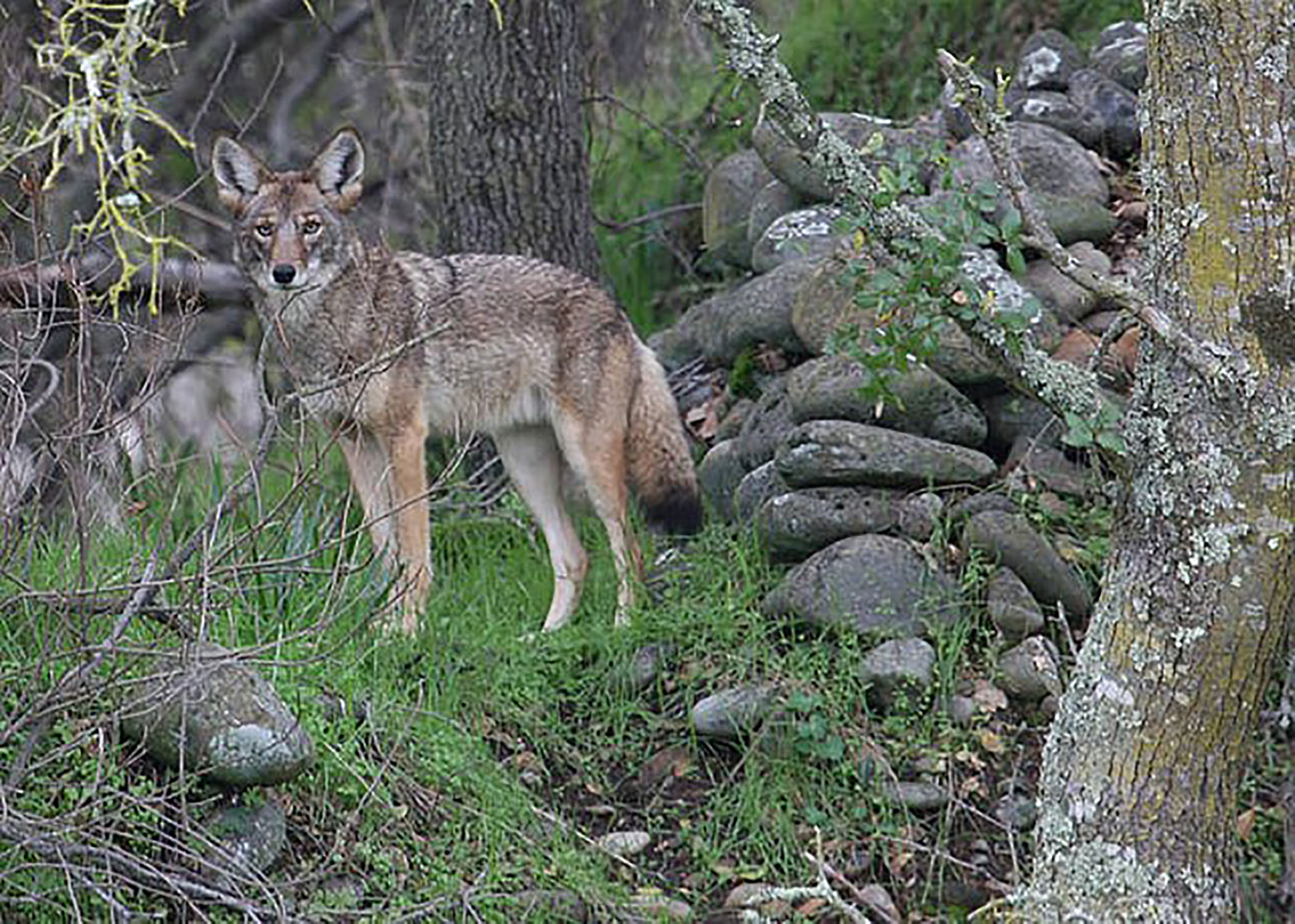 North Wildwood police warn of coyote sightings
