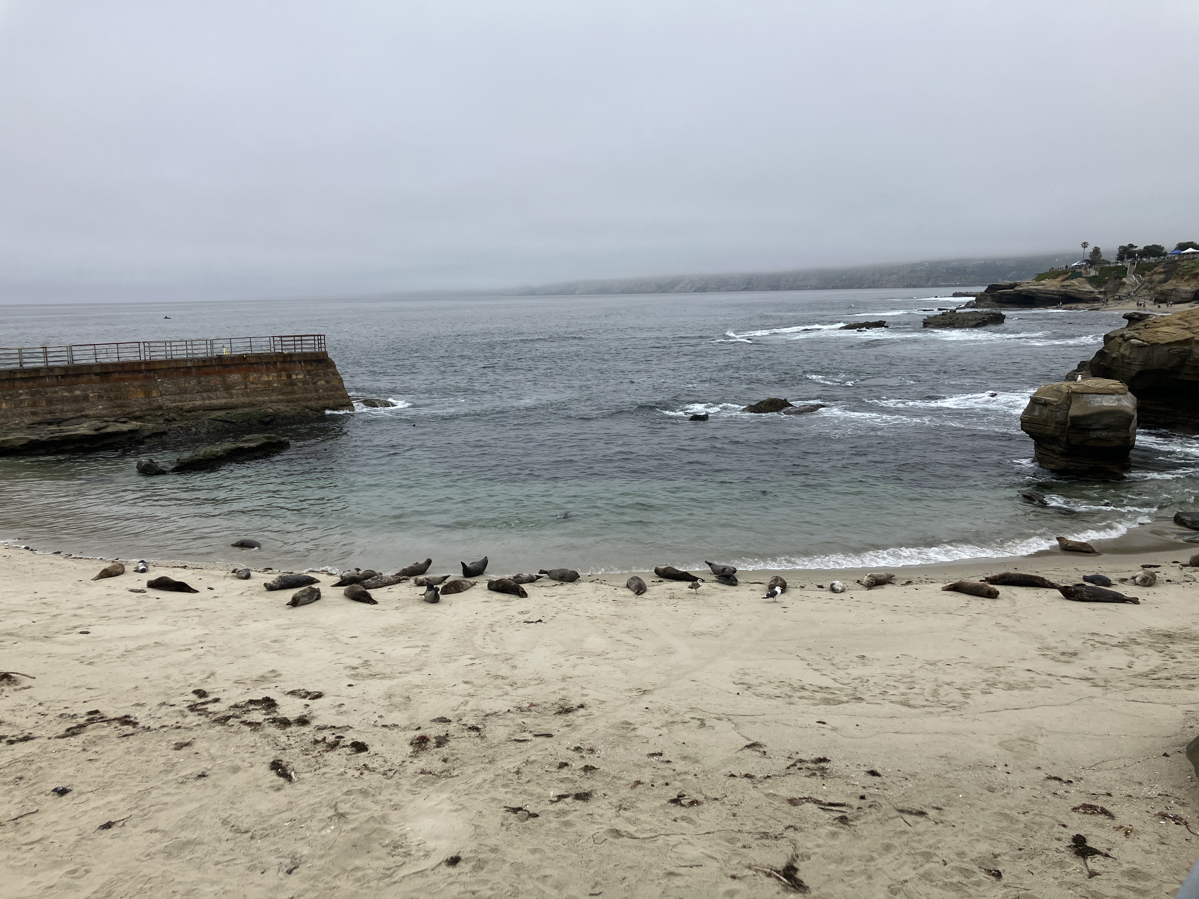 Seal Animals Play on Rock near famous La Jolla Cove north of San Diego,  California Stock Photo