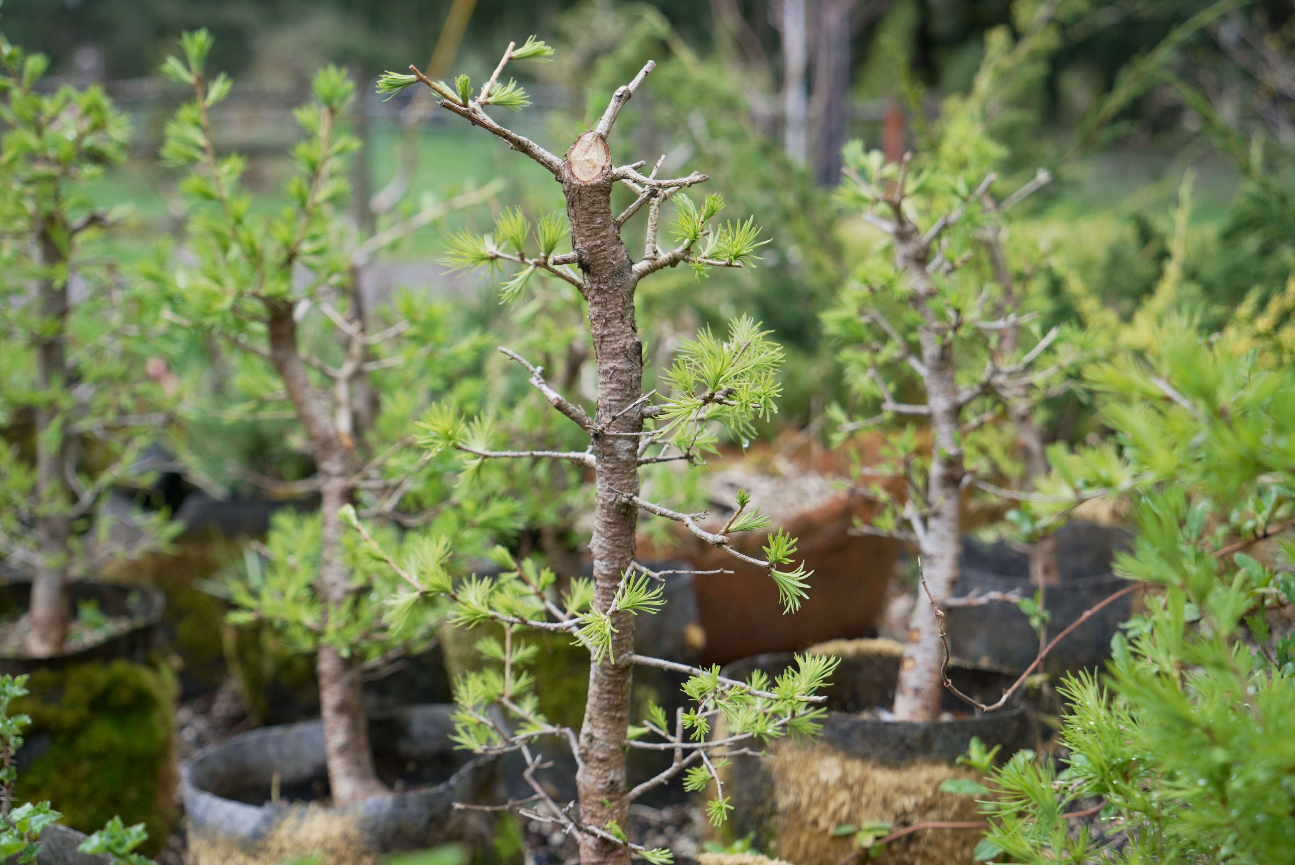 Where to buy bonsai plants and learn the art in Portland – Here is