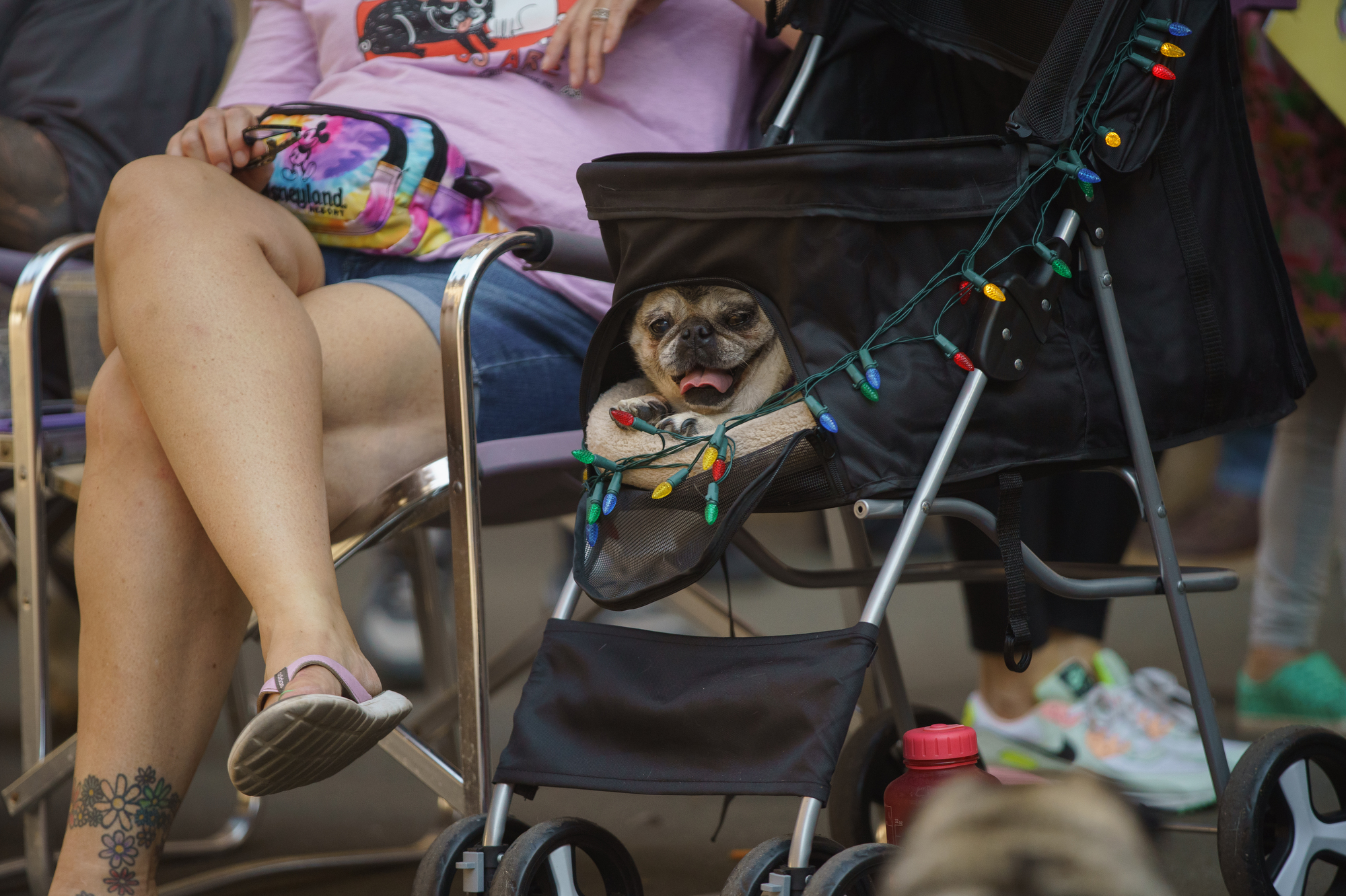 Portland Pug Crawl 2022 - oregonlive.com