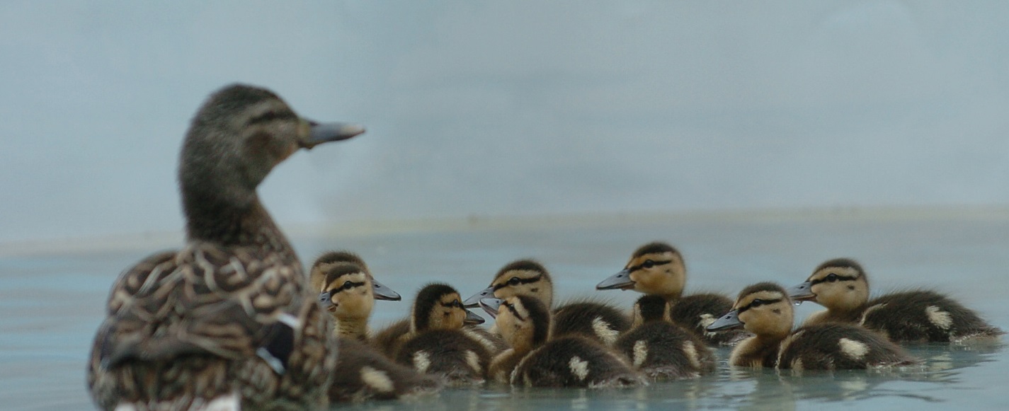 Upstate NY water department workers rescue 8 ducklings trapped in sewer