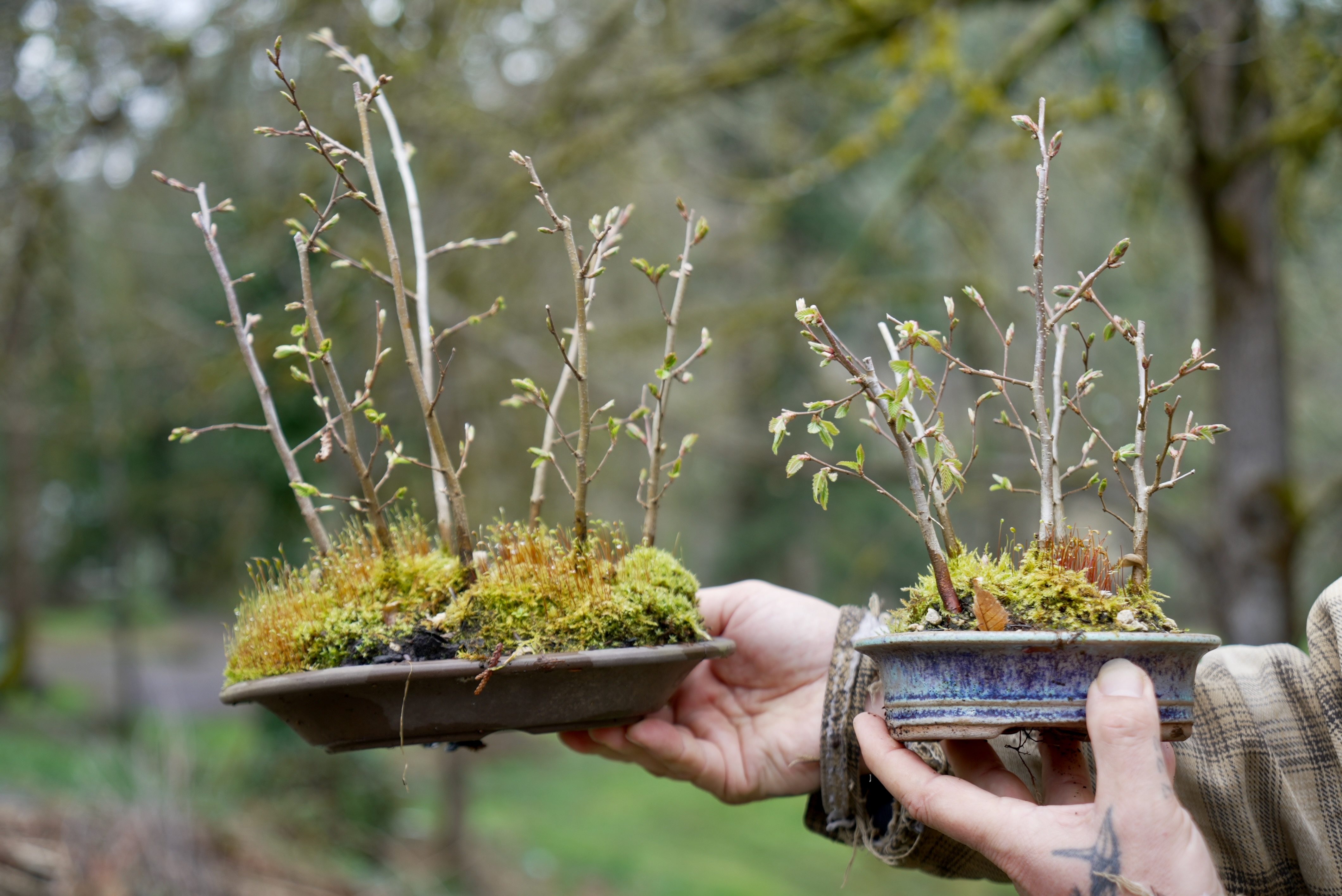 Thousand Cranes Bonsai - oregonlive.com
