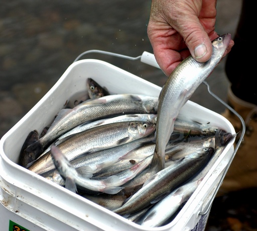 Sandy River smelt dipping starts today; rare one-day season opens from  bridge to Columbia 