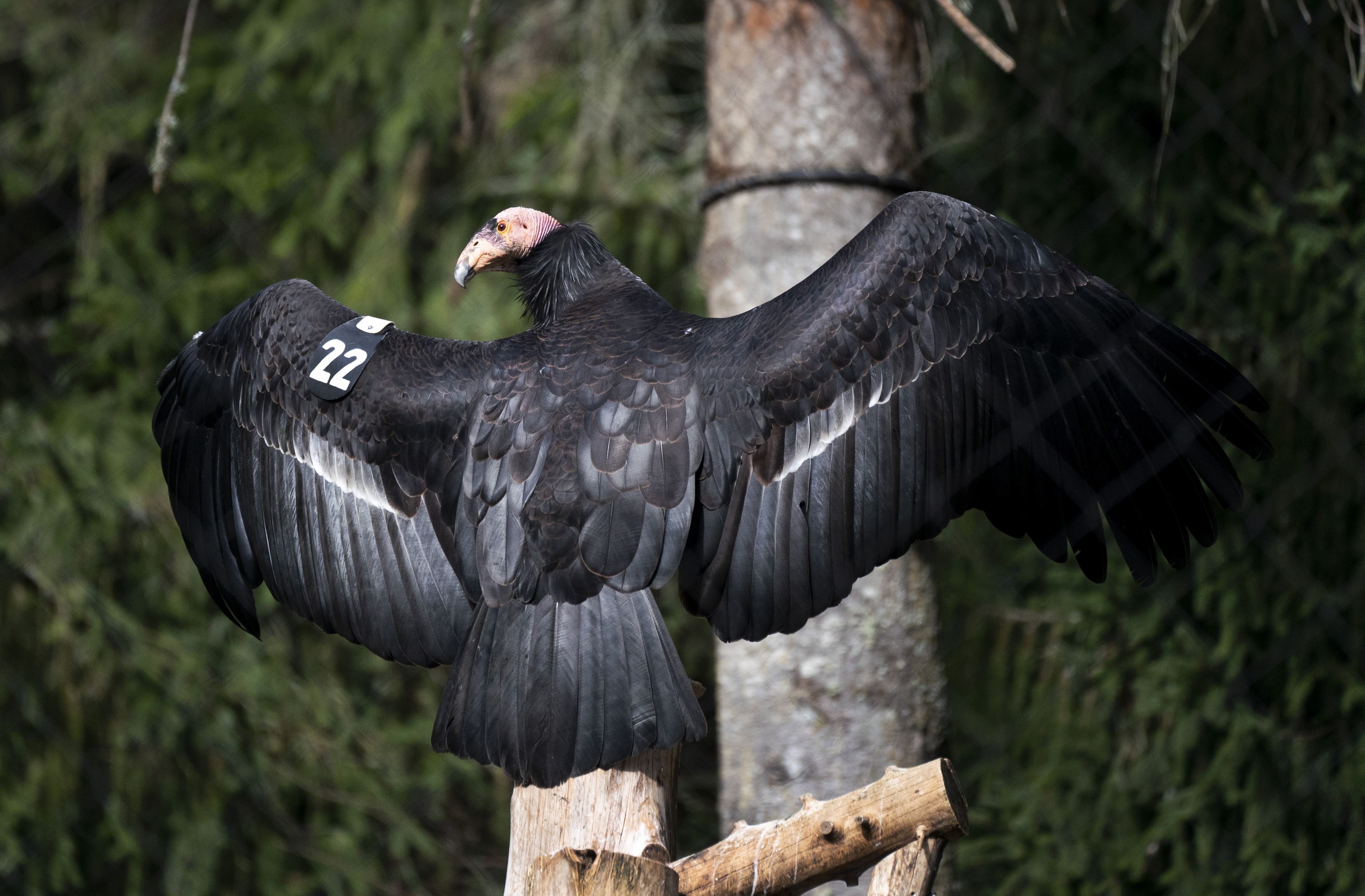 Oregon Zoo Condors Oregon Zoo Welcomes An Endangered Species, The