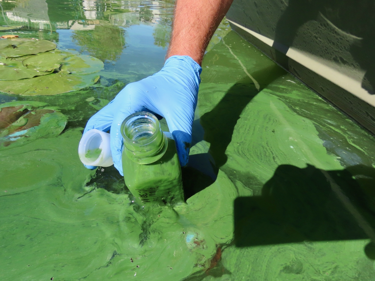 Cyanobacteria (Blue-Green Algae)