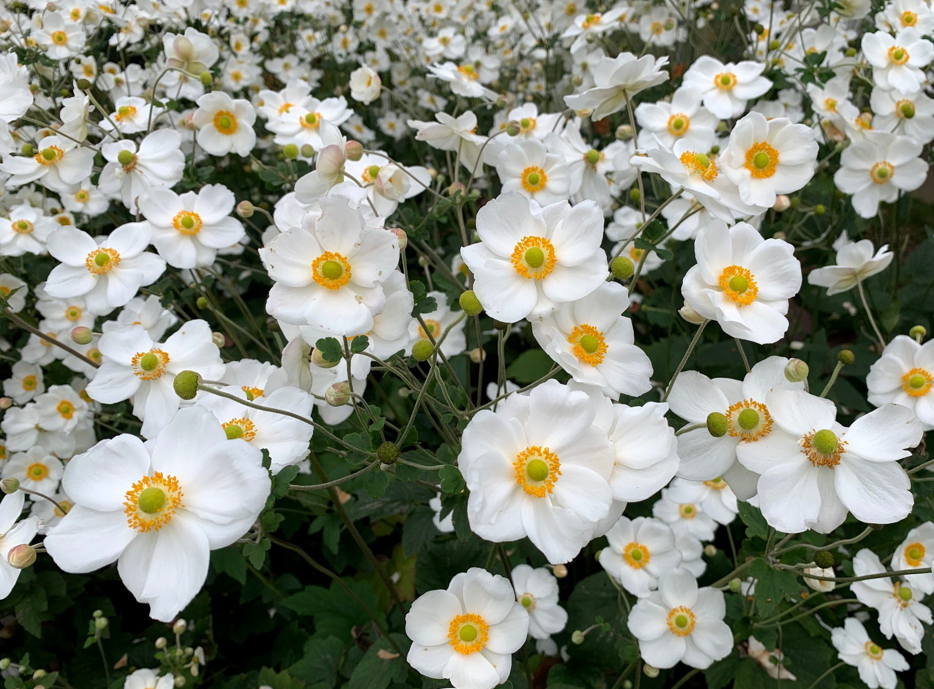 anemoneと女性 Anemone (Princess of Pure Flower) | Flower Knight Girl Wikia