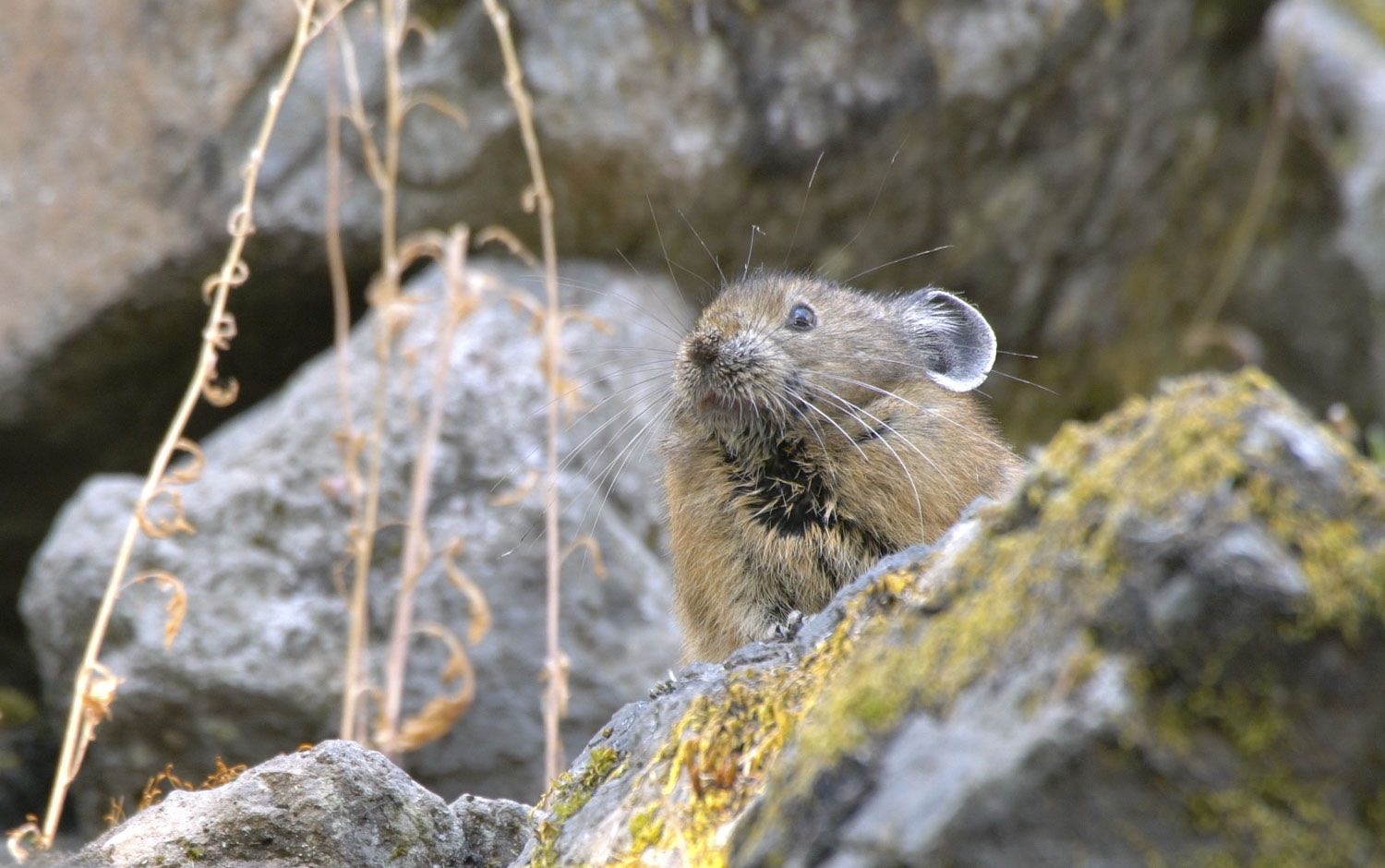 Volunteer pika watchers wanted in the Columbia River Gorge