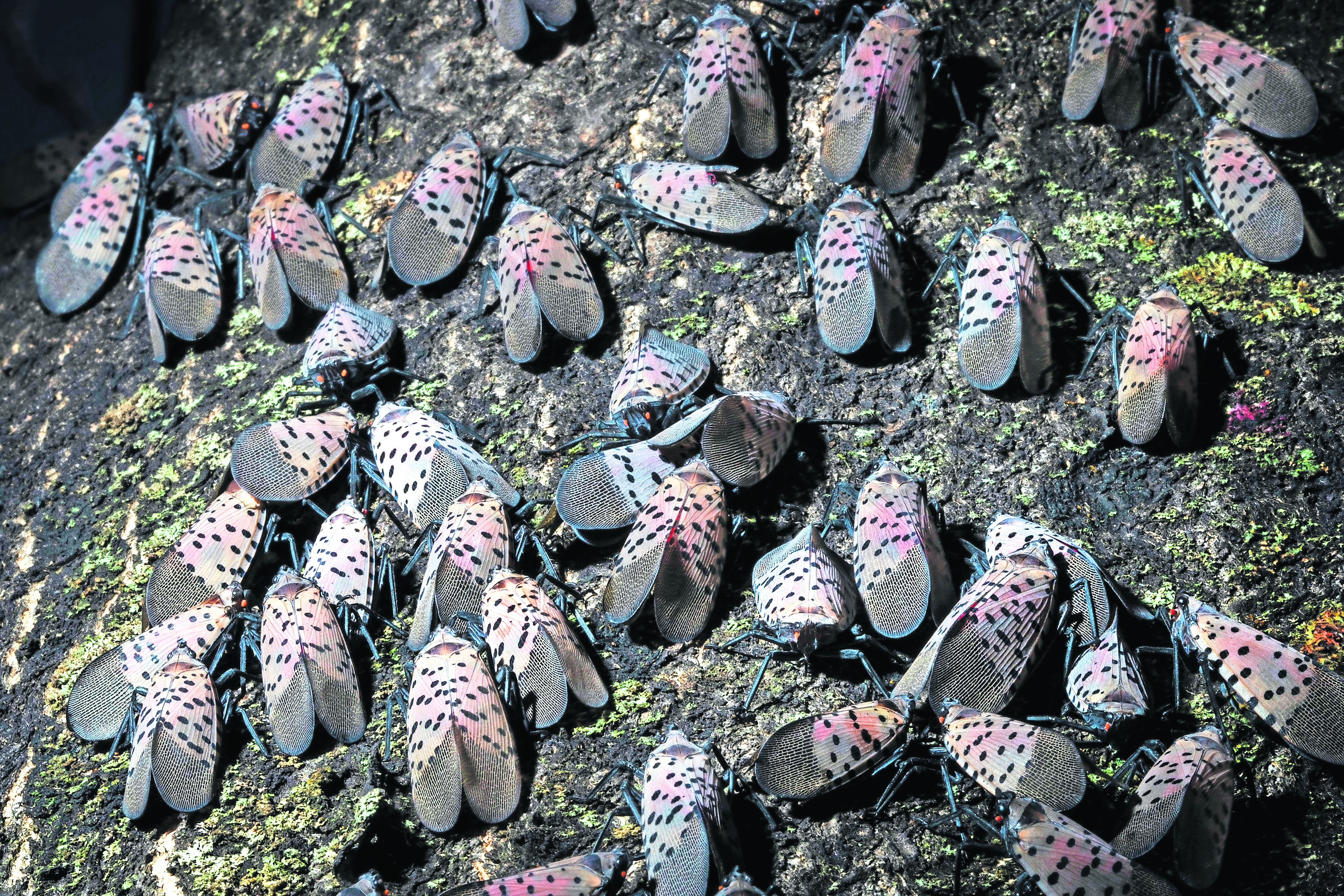 lycee way to the mile high 能見　クドリャフカ Invasive, dangerous Spotted Lanternfly found in Cuyahoga County