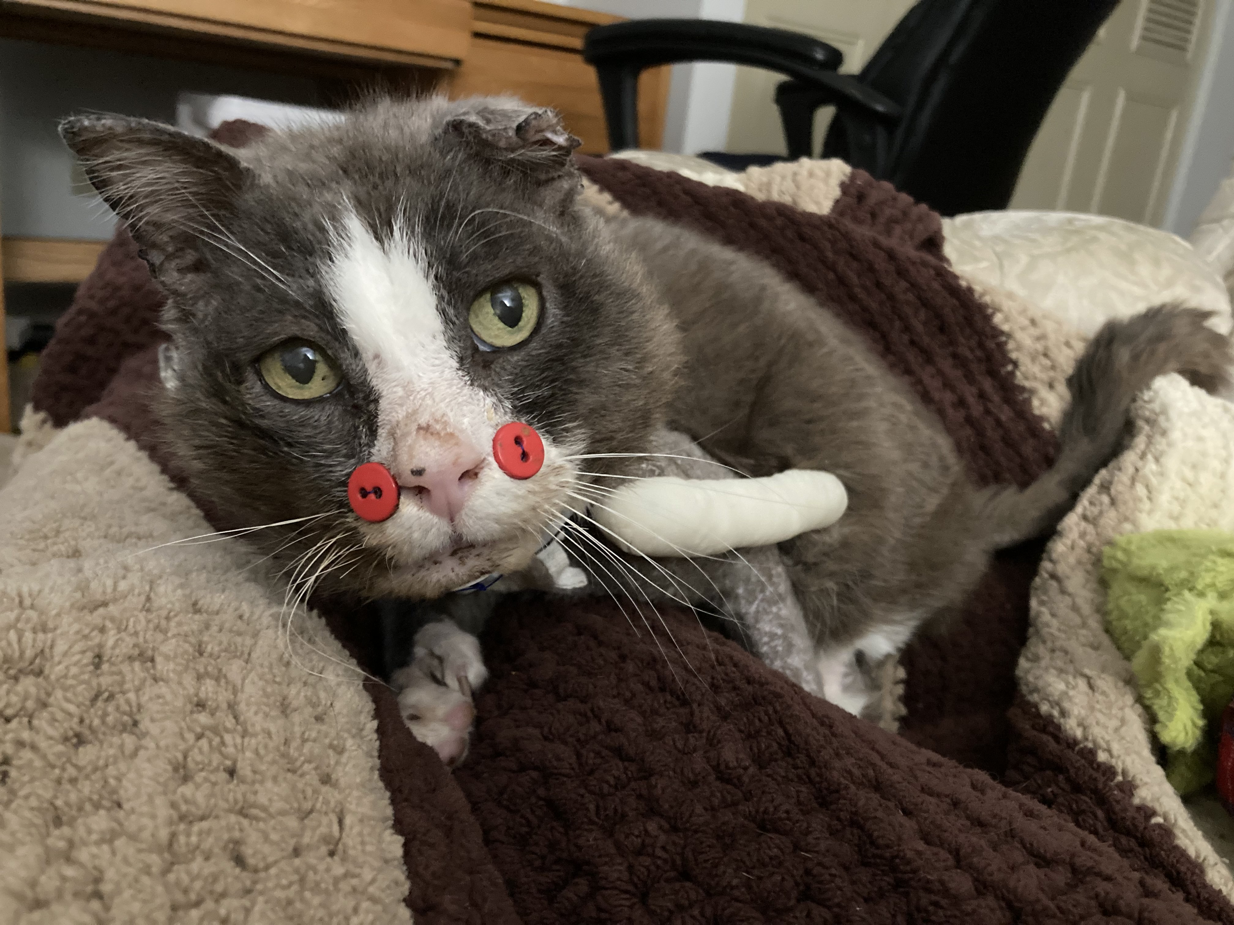 Mittens, 15-year-old Mass. cat recovered from severe injuries
