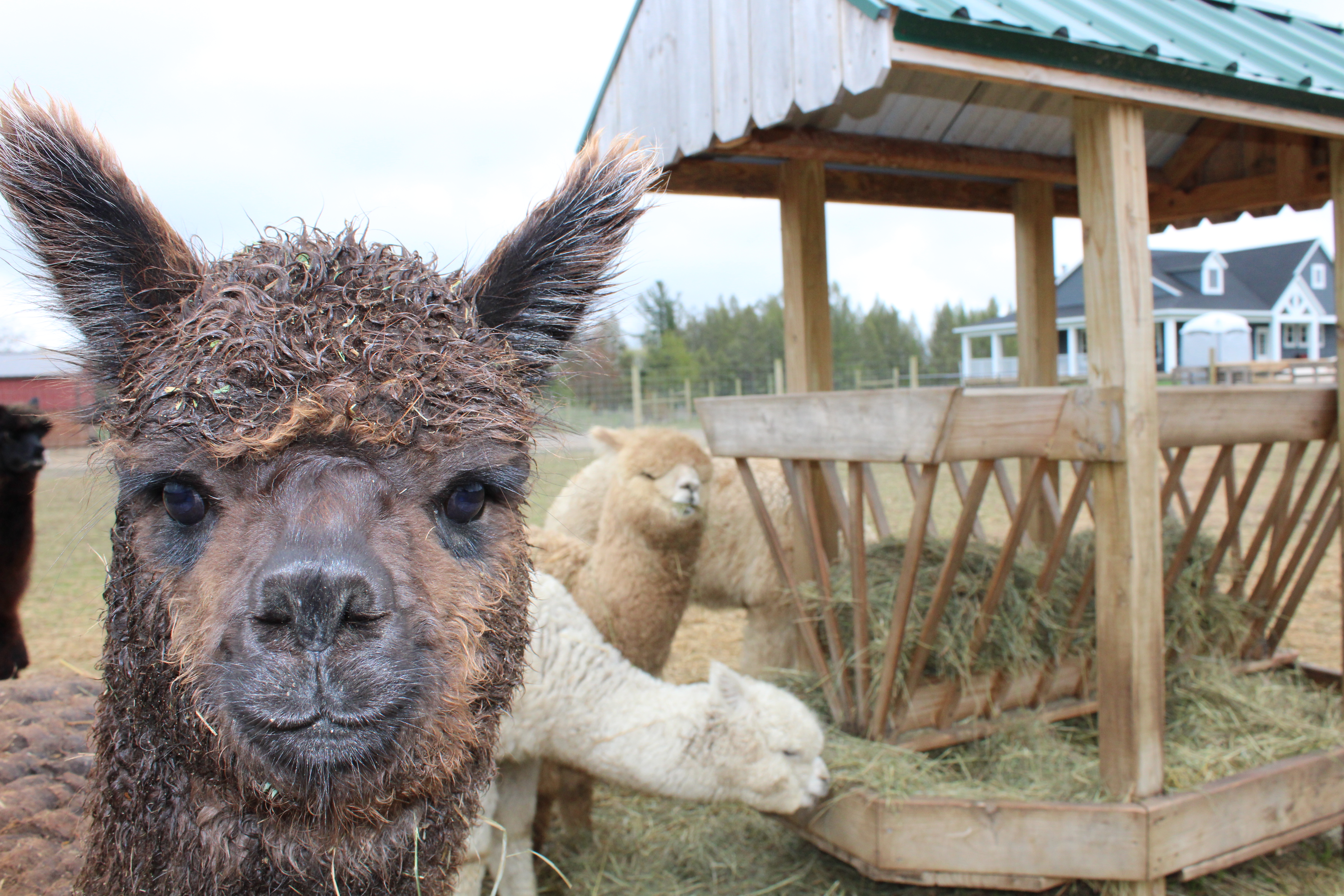 Suburban Detroit family starts new life as alpaca farmers in