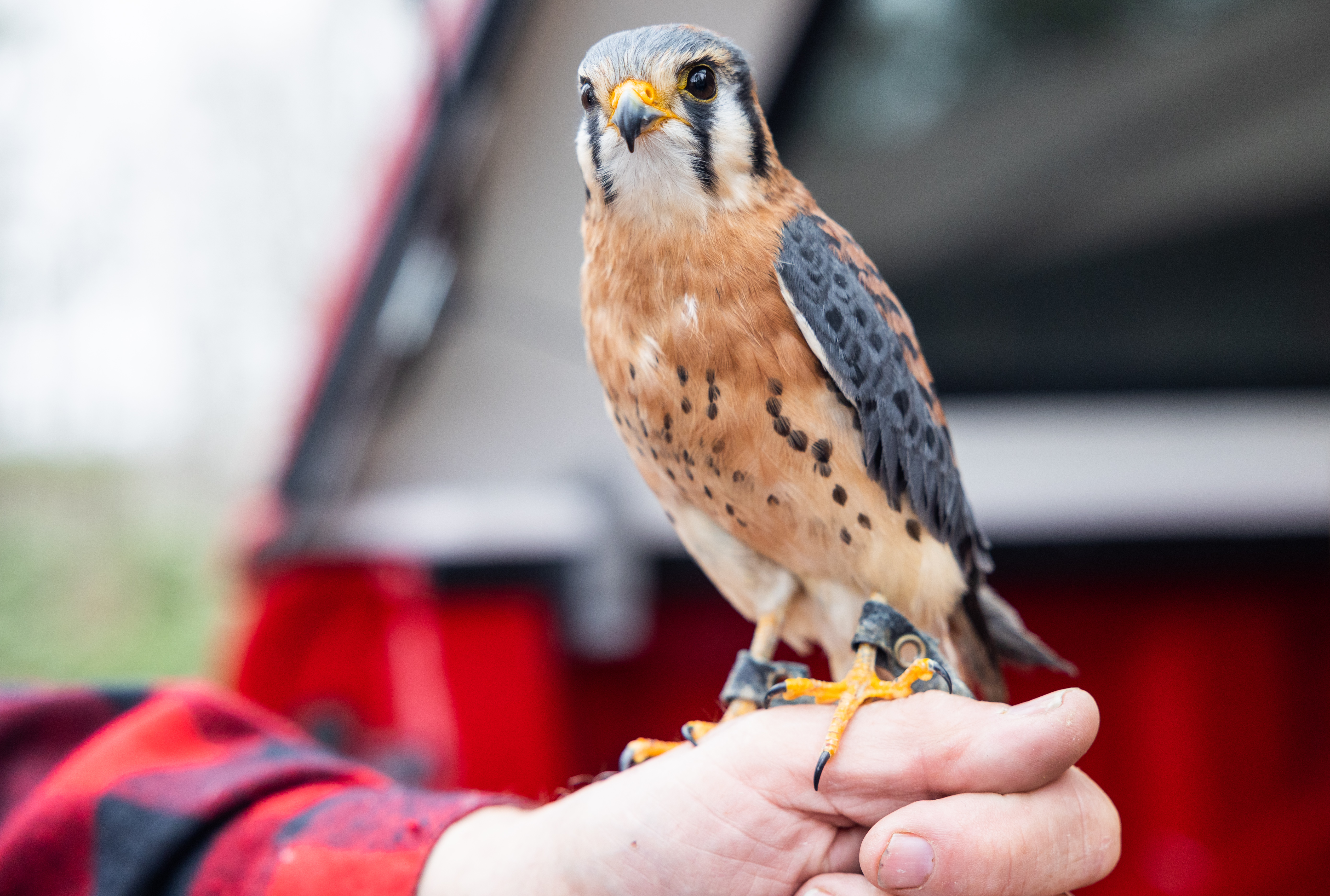 The Massachusetts Birds of Prey Rehab Facility: Offering a second