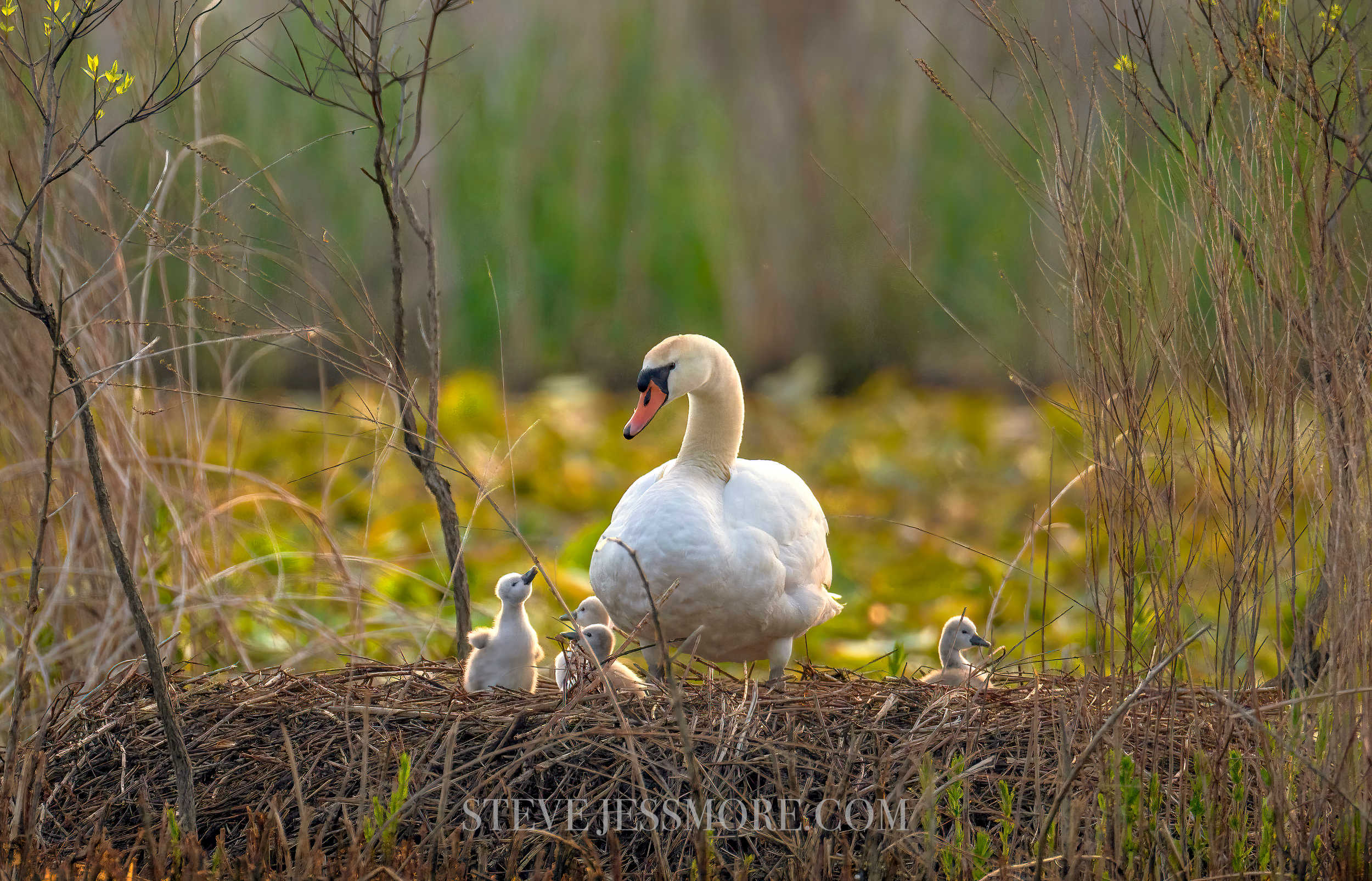 Steve Jessmore and The Reeds Lake Project
