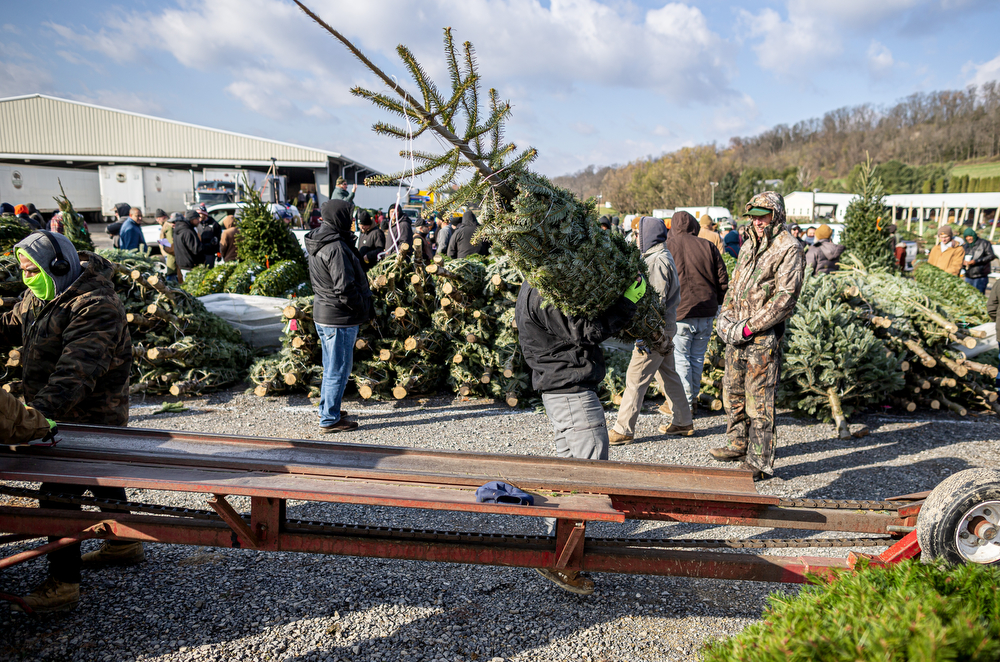 World’s largest Christmas tree auction at Buffalo Valley Produce