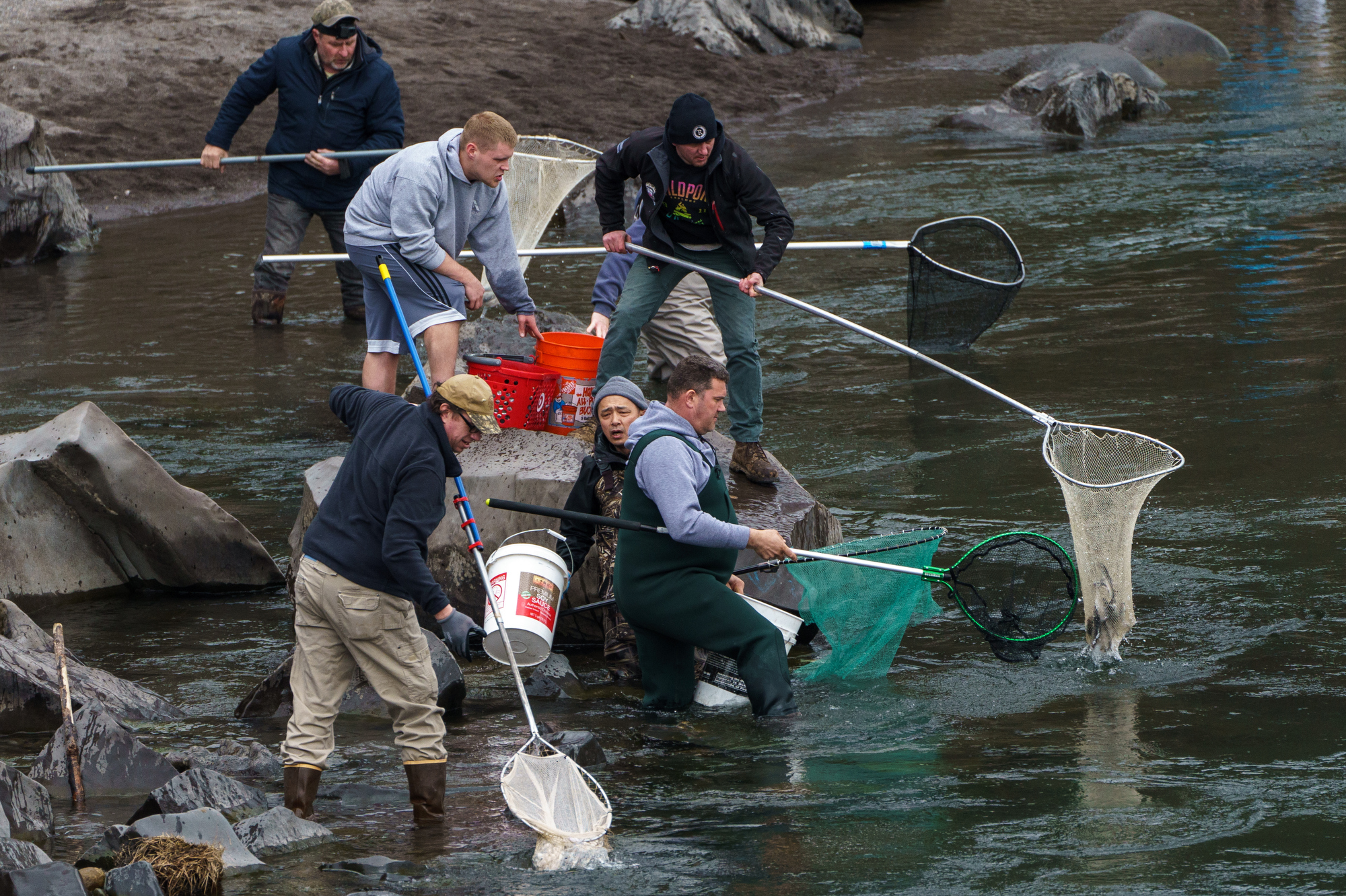 Rare Oregon smelt run brings out droves of dippers to Sandy River