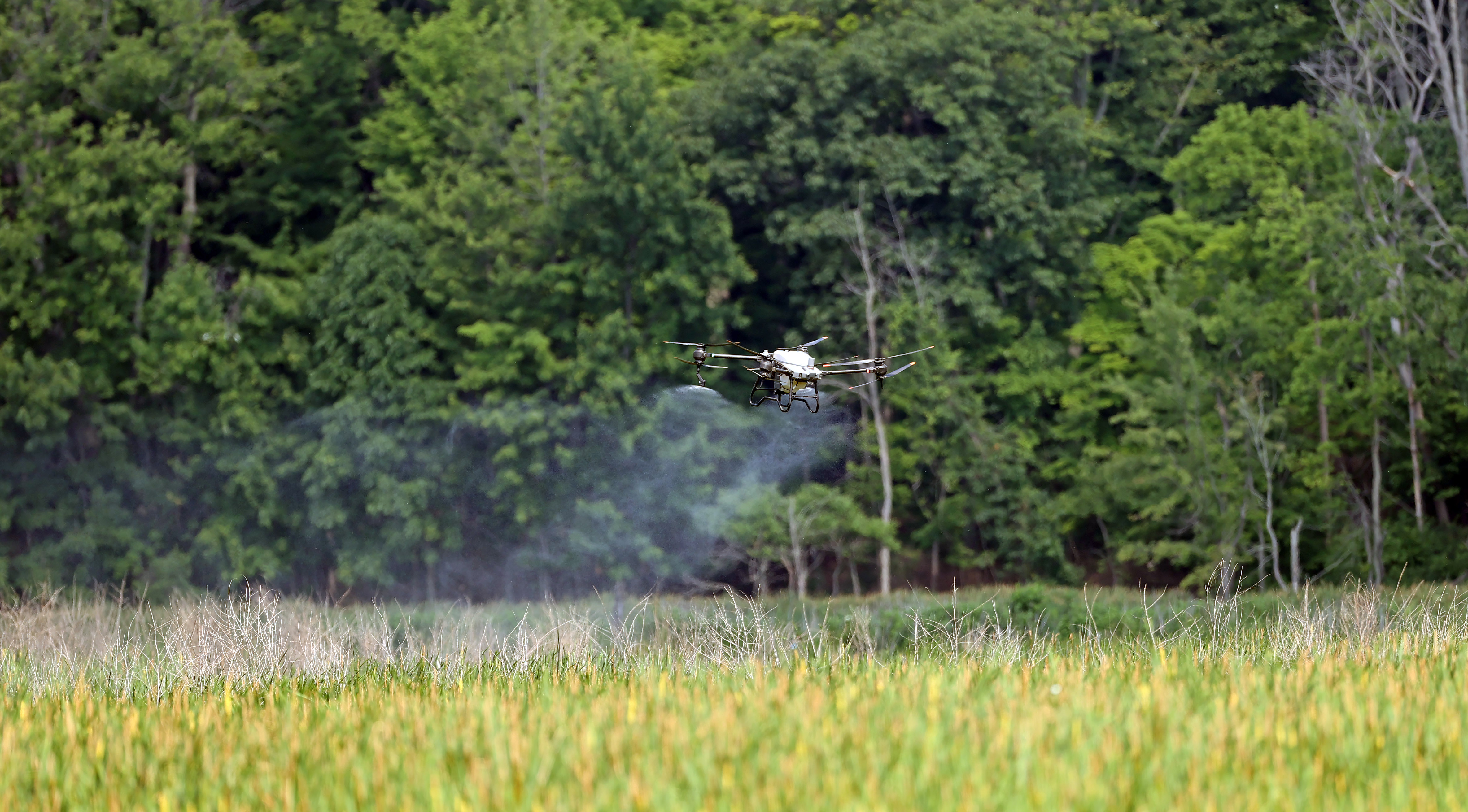FK Agronomics helps fight against invasive species in Mentor Marsh ...