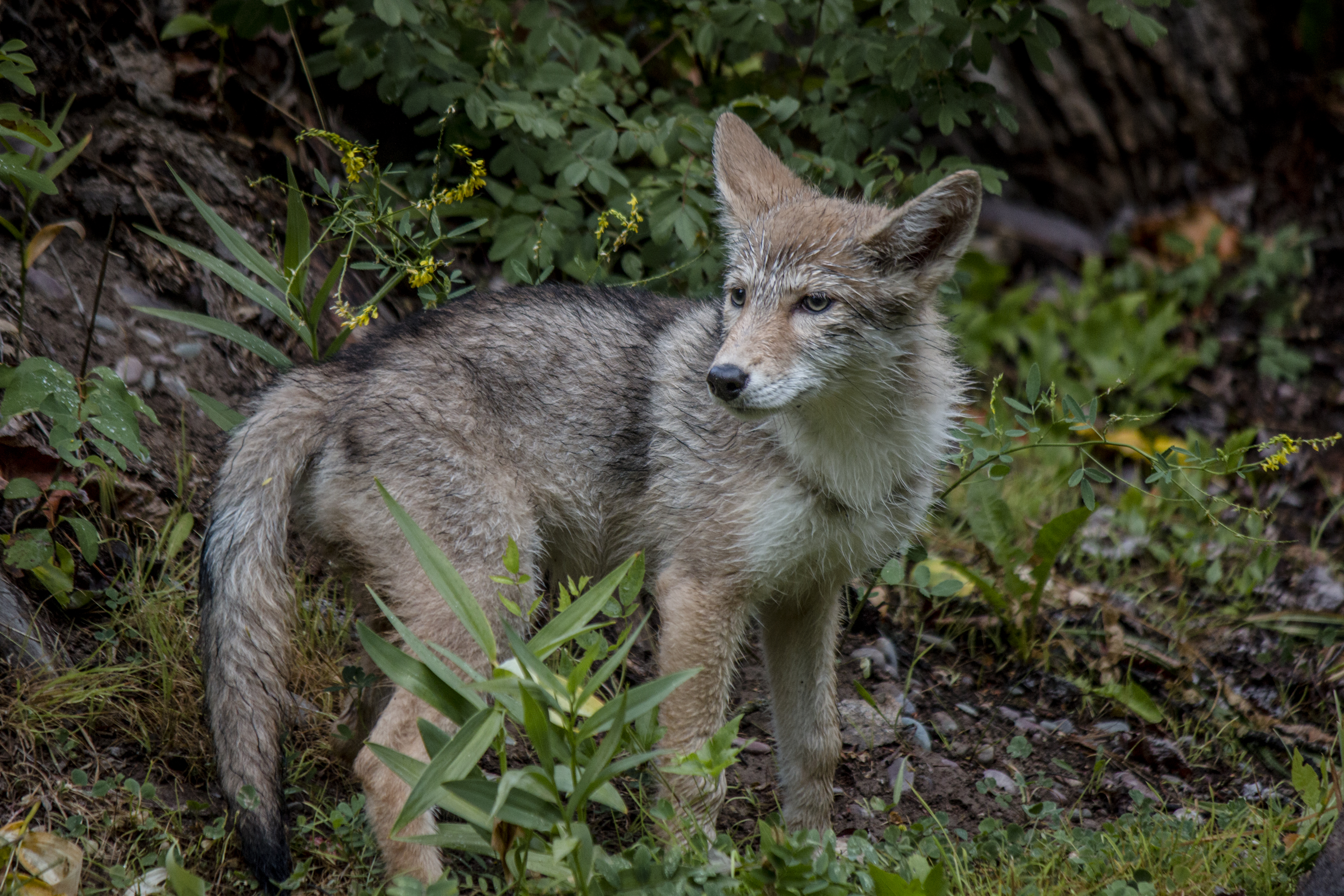 Coyotes in south store jersey