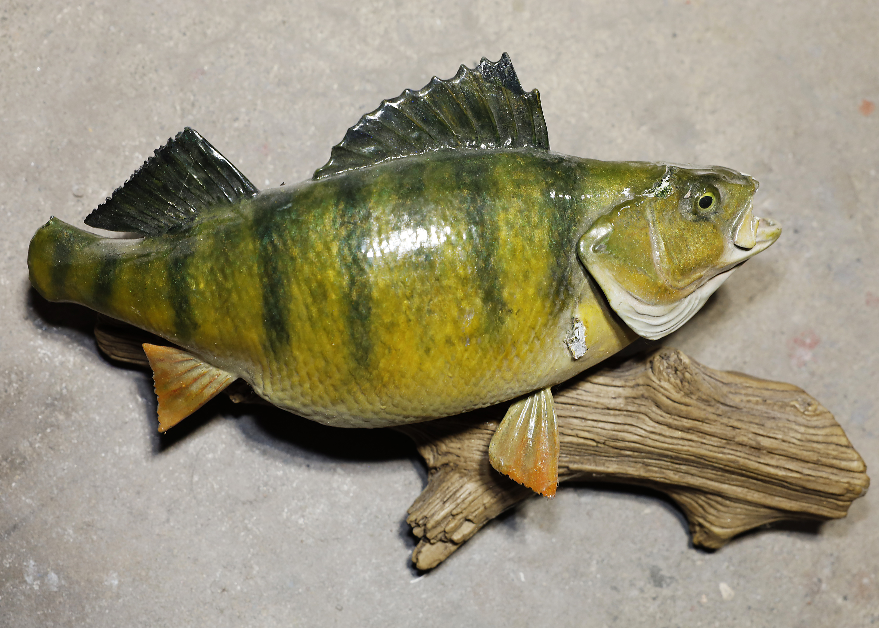 Yellow Perch Fish Mounts & Replicas by Coast-to-Coast Fish Mounts