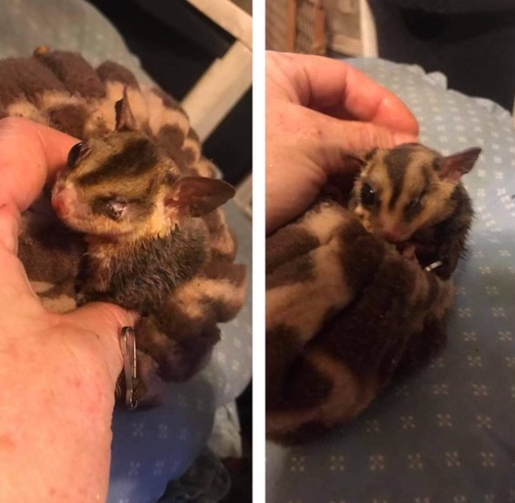 Pregnant Sugar Glider