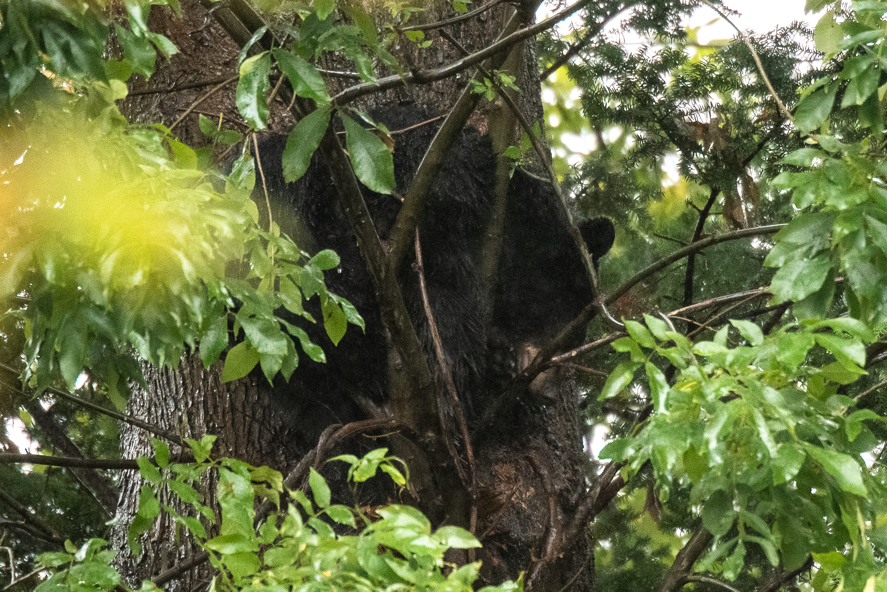 New Jersey black bear hunt is now open, fish & wildlife officials say -  WRNJ Radio