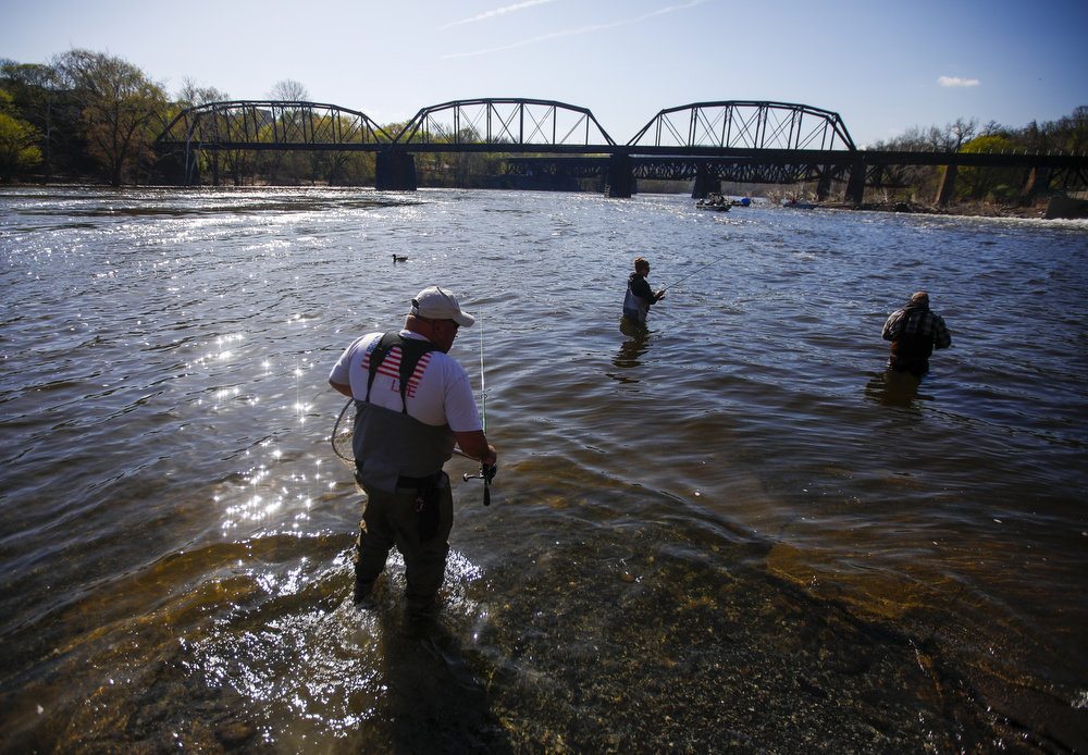 New Shad Regulations On The Delaware River This Spring - The Fisherman