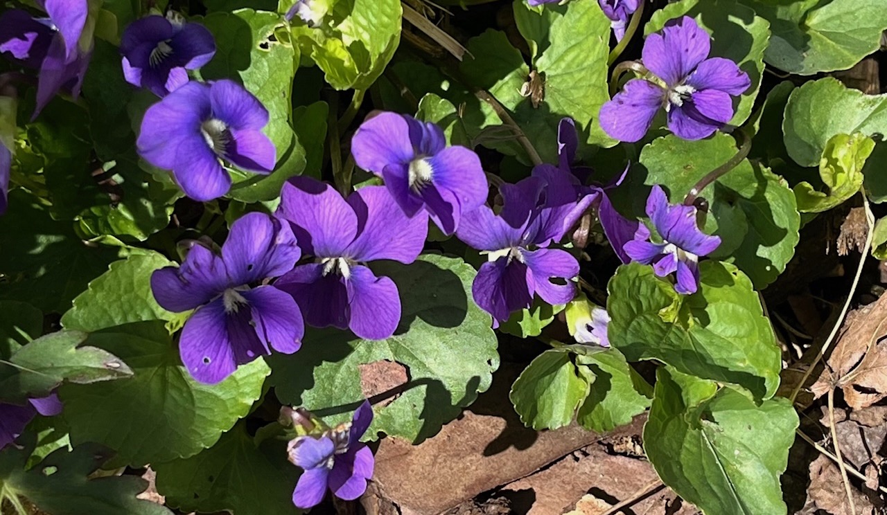 That little purple bloom in your yard is N.J.'s state flower