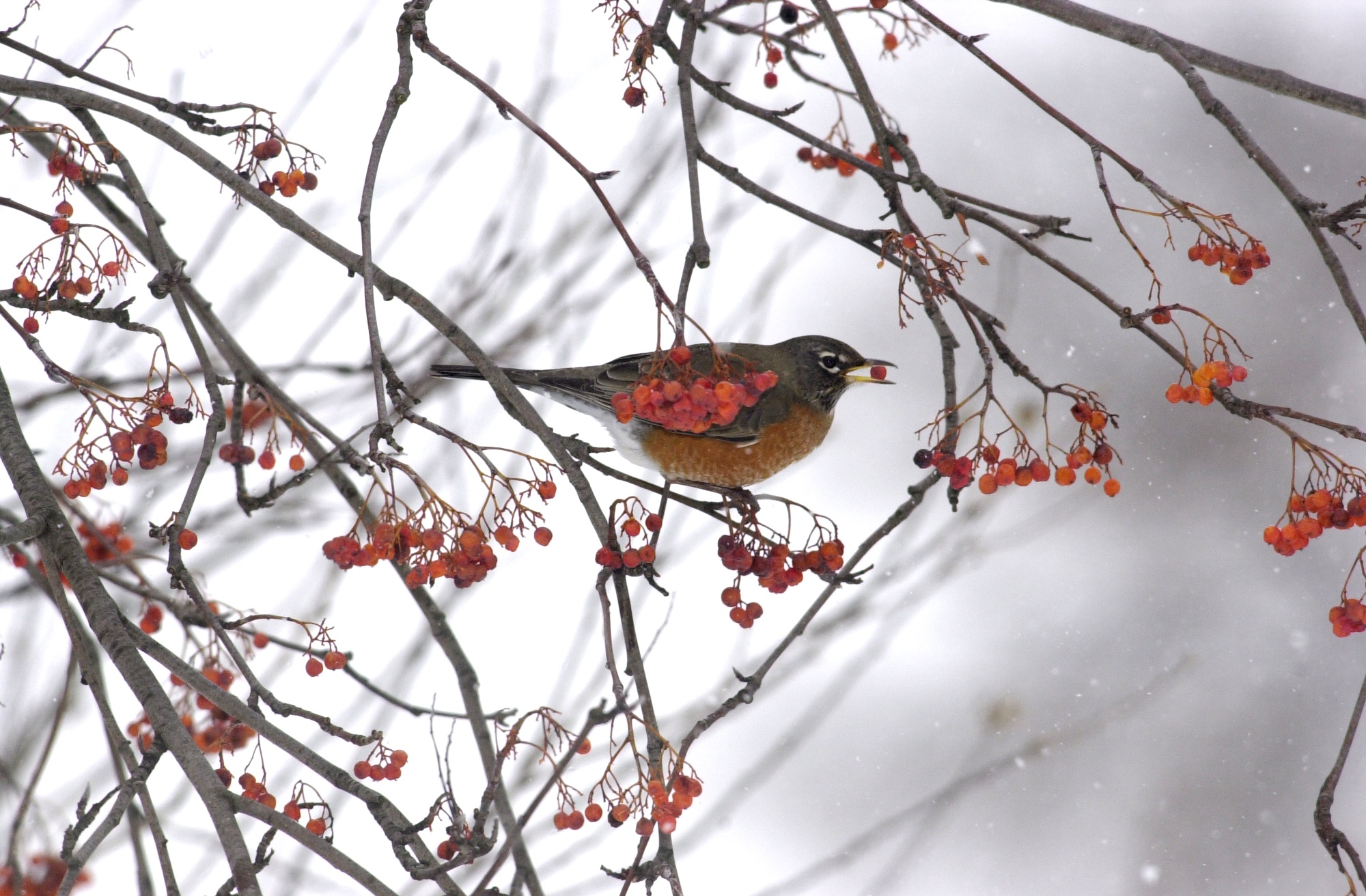 How To Help Robins Survive The Harsh Winter Weather