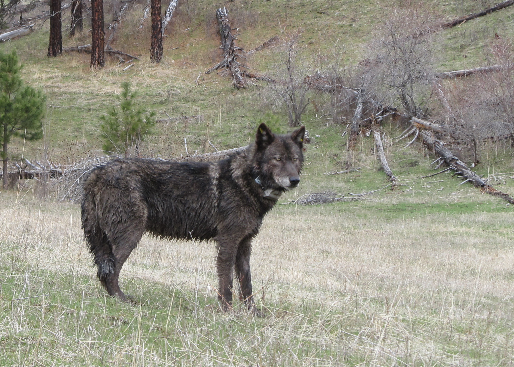 Wolves in Oregon - oregonlive.com