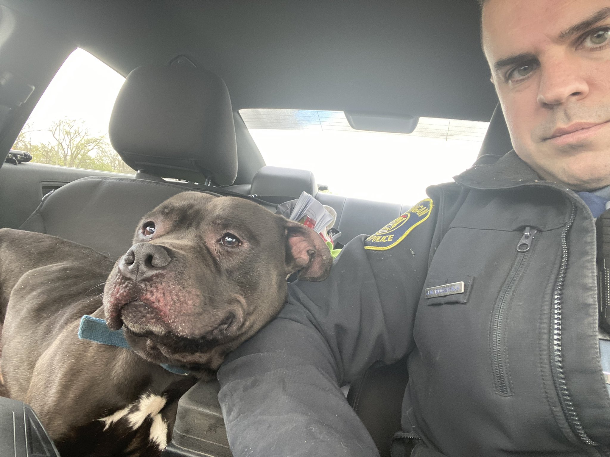 Michigan trooper rescues stray dog running along freeway - mlive.com