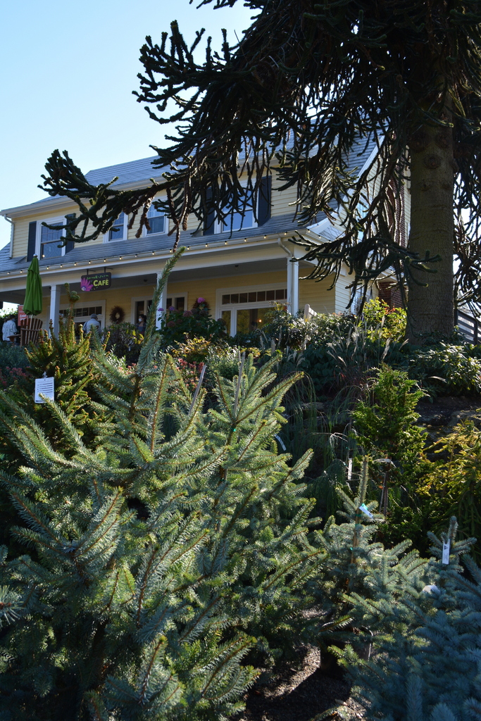 2020 Christmas trees in Oregon