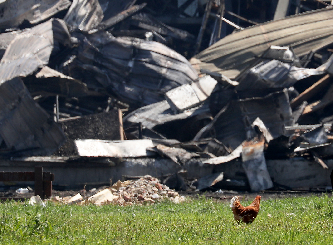 Nearly 300 000 Chickens Killed In Egg Farm Fire See The Aftermath Photos Nj Com