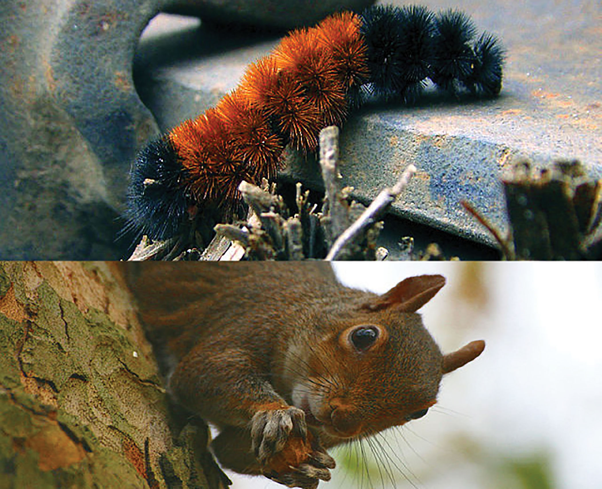 Flying Squirrels and Hickory Nuts - Winterberry Wildlife