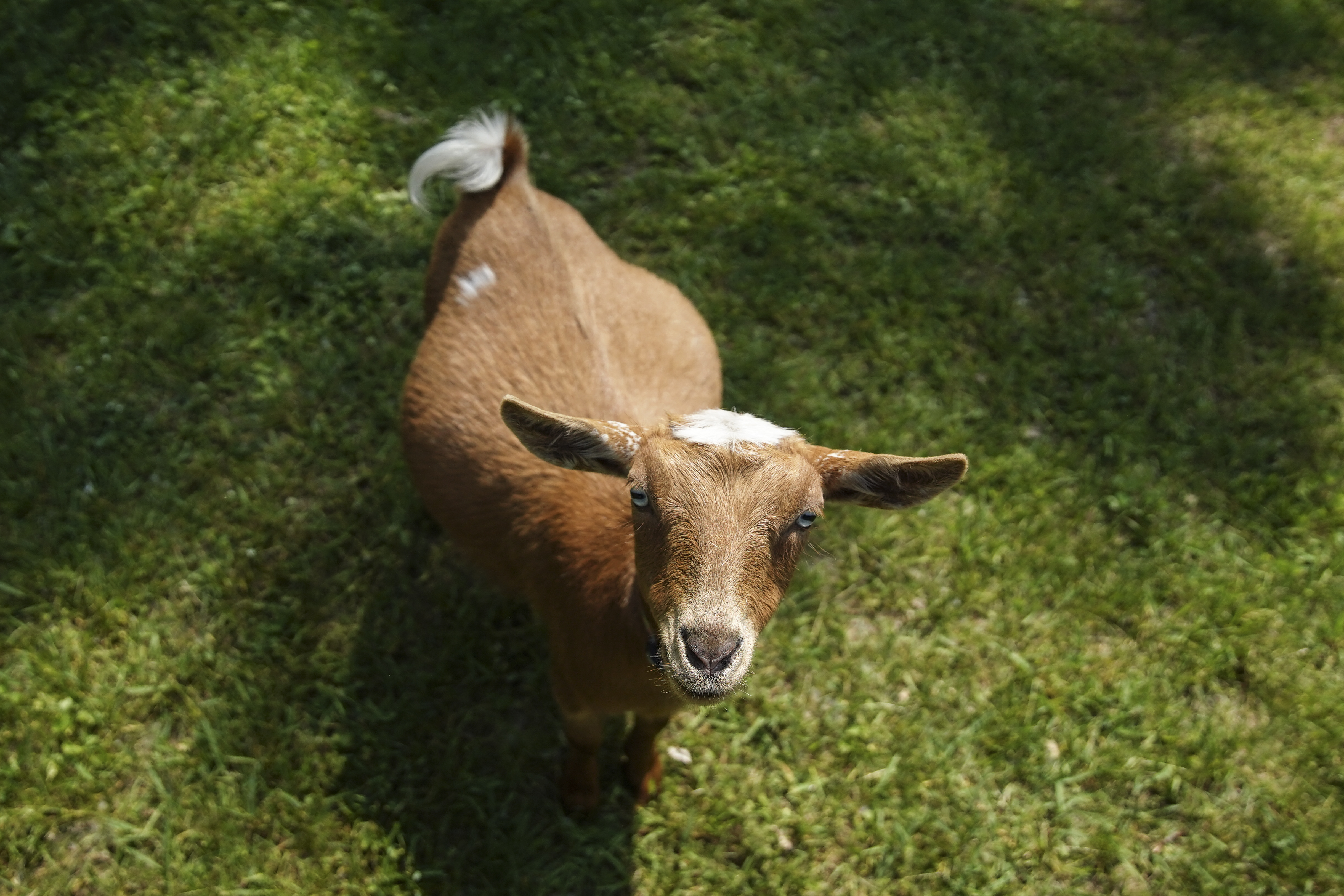 Union Files Grievance Over Mowing Goats Used At University In Michigan -  CBS Detroit