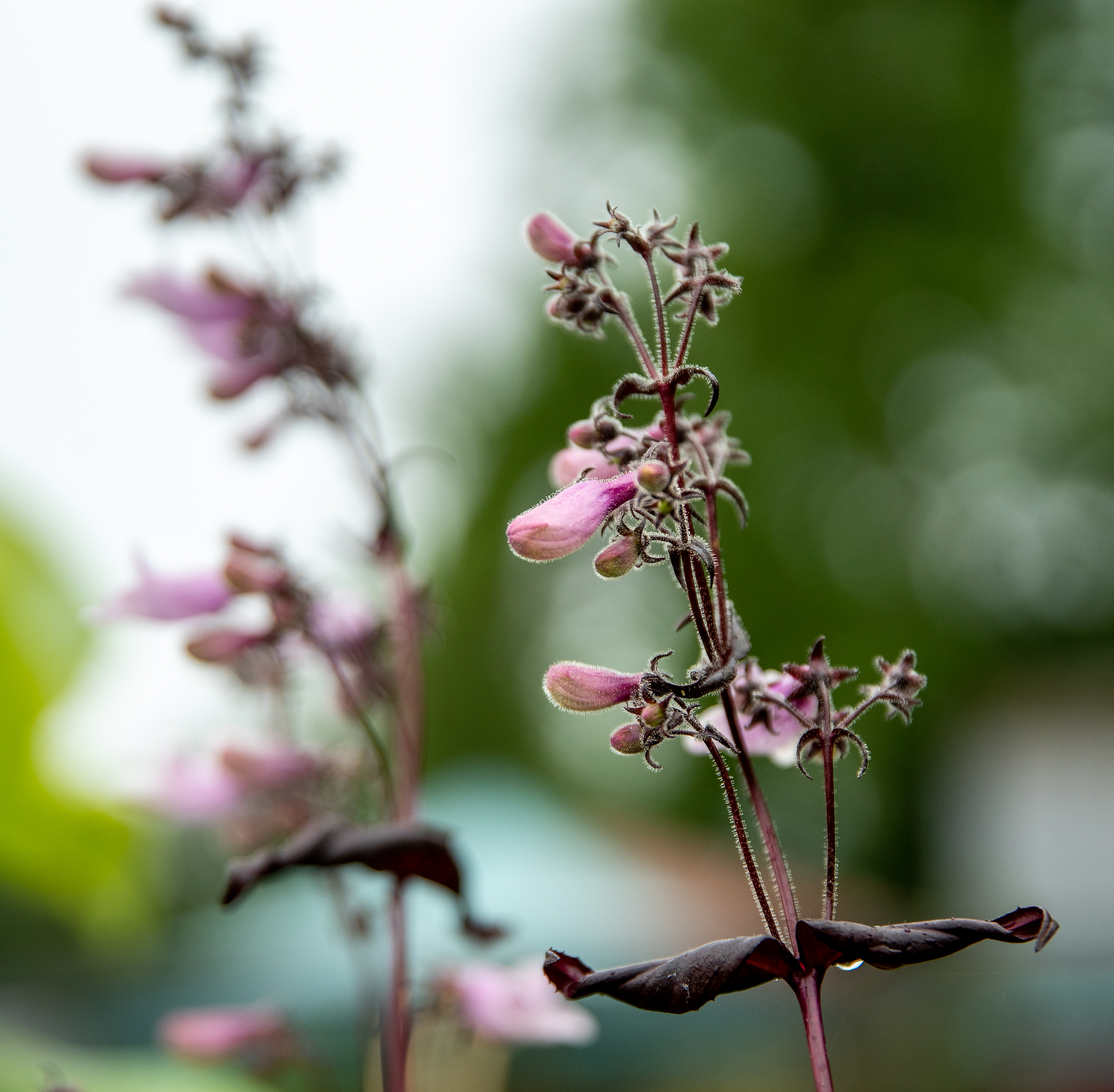 White Cherry Currant — New Leaf Nursery