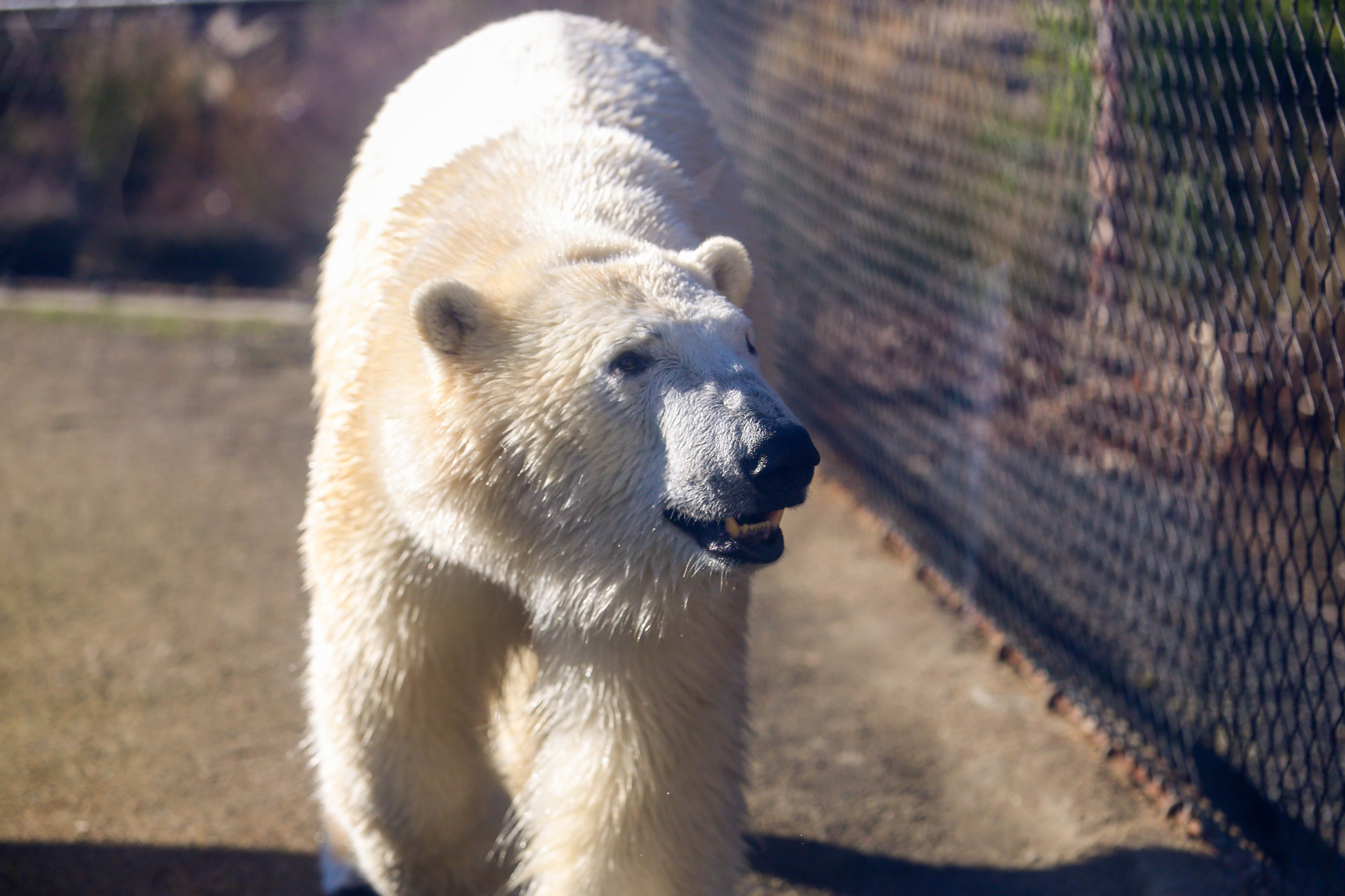 Portland's newest polar bear resident adjusts to his new digs and