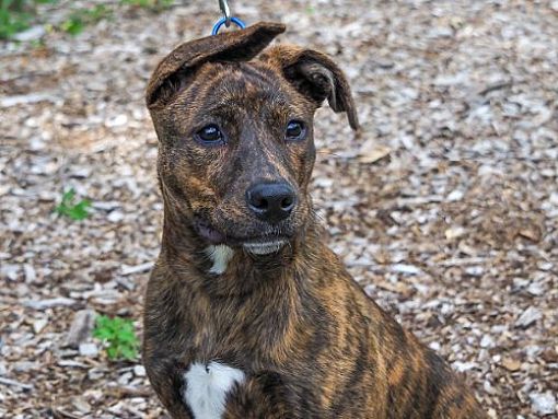 N.J. pets in need: Sept. 26, 2022 - nj.com